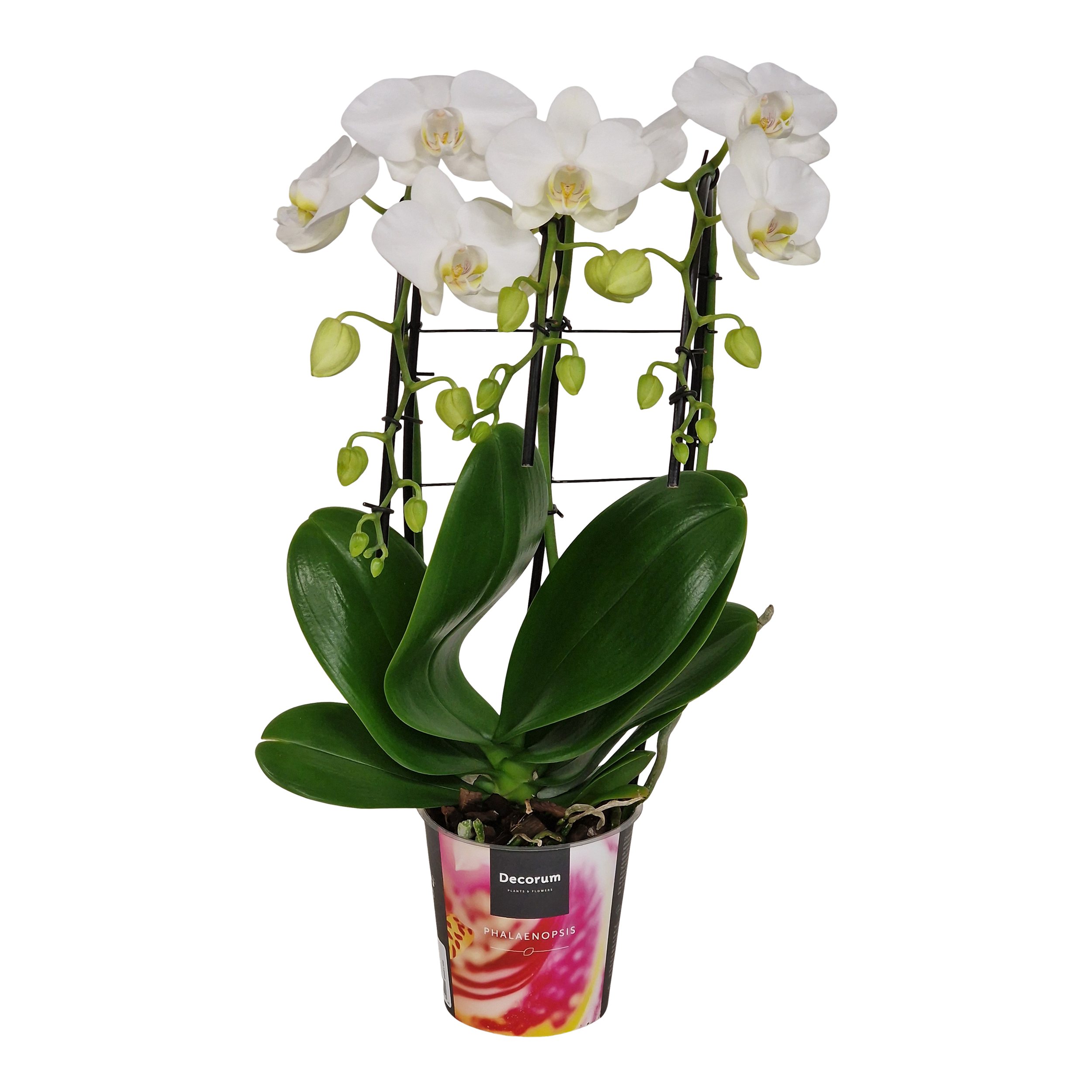 Falenopsis Triple Cascade 55 cm
