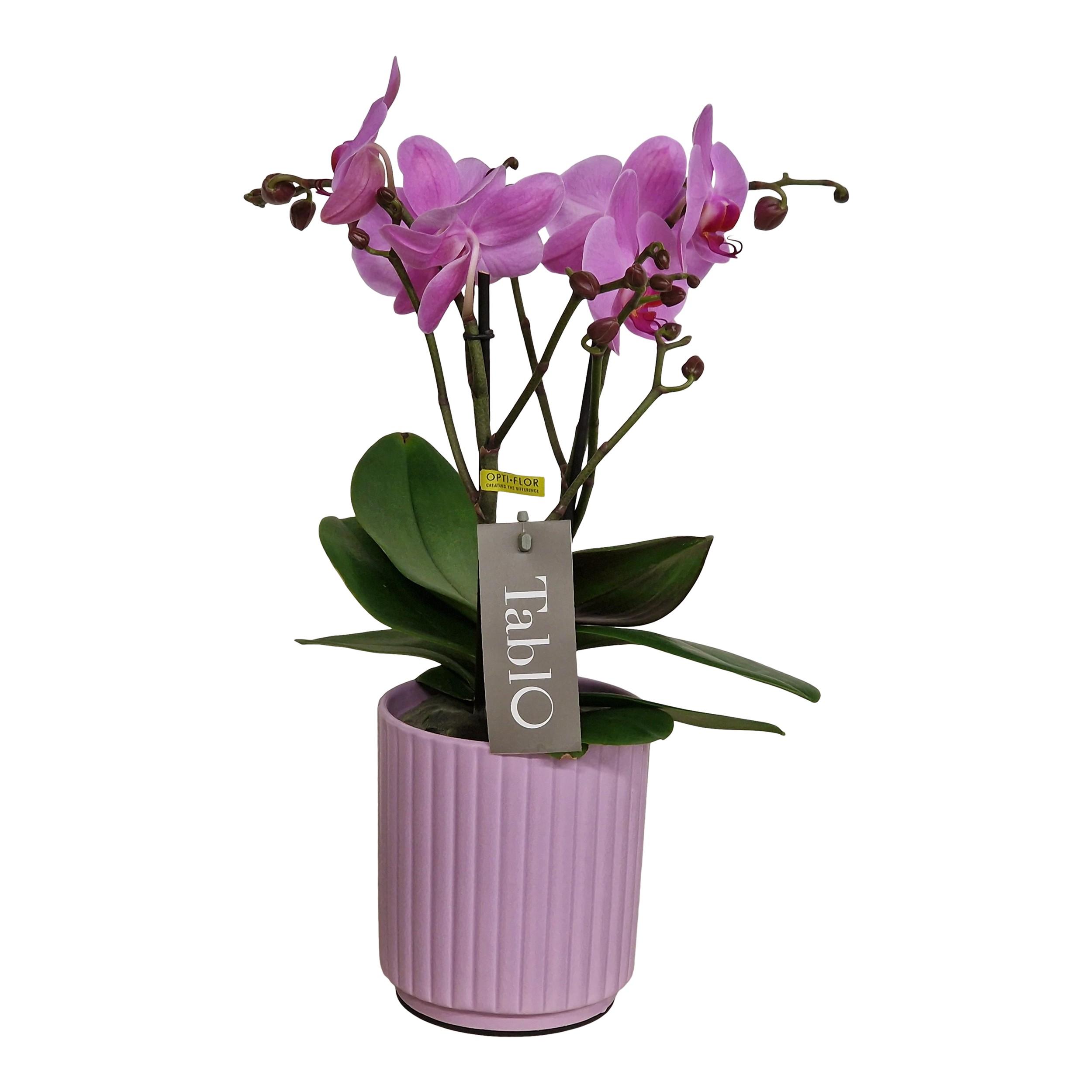 Falenopsis Pink Lady 40 cm