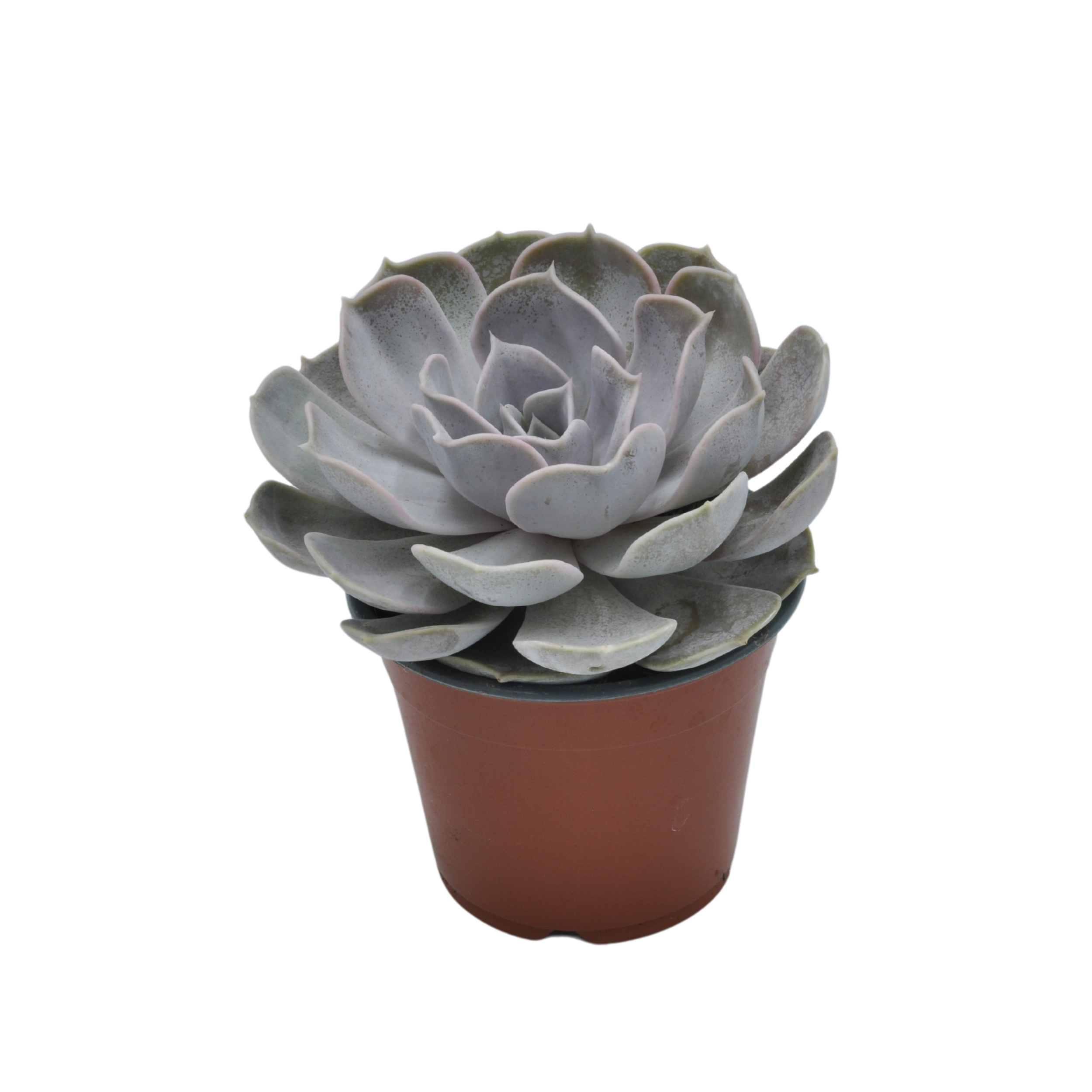 Sukulenty mix 10-25 cm