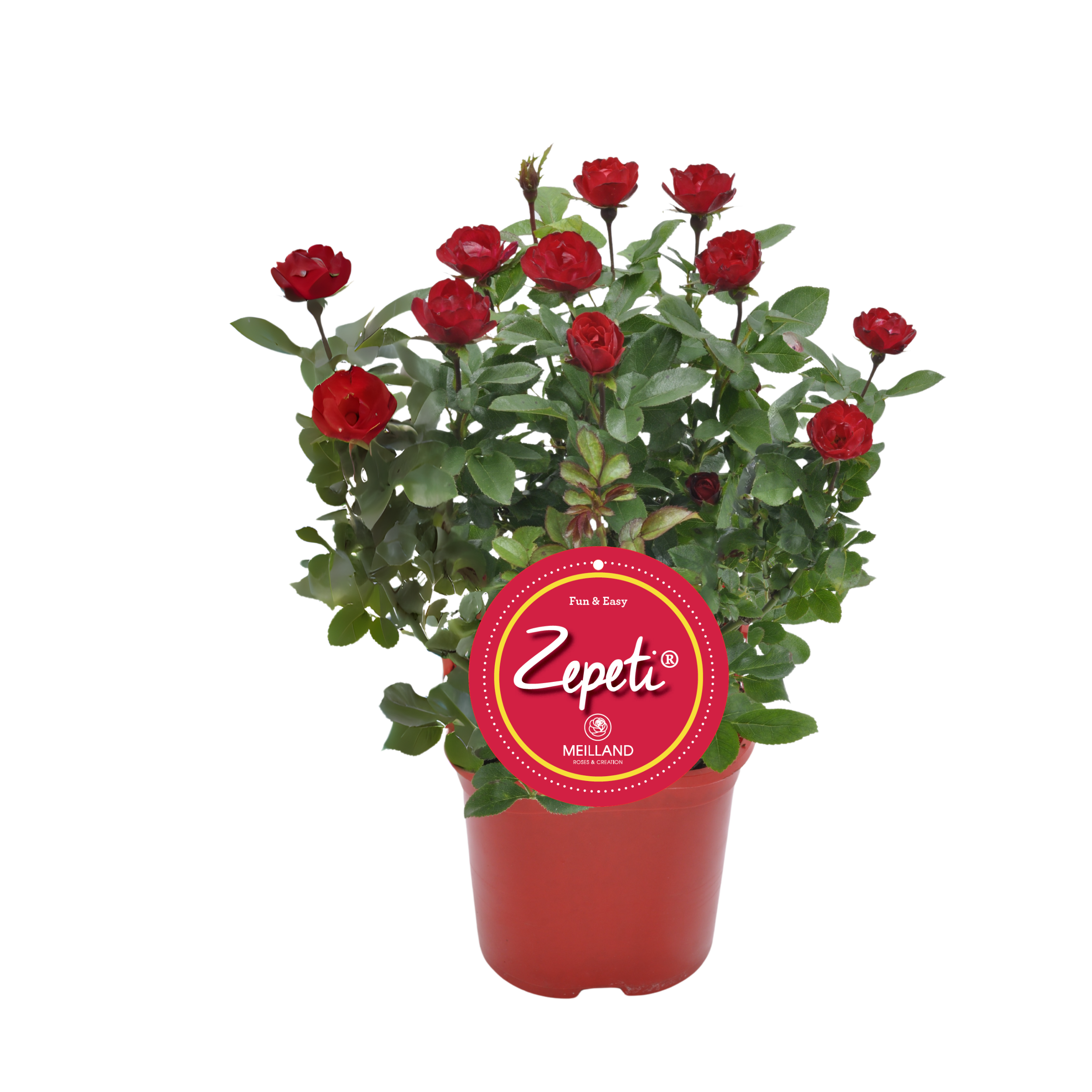 Róża Zepeti 30-40 cm