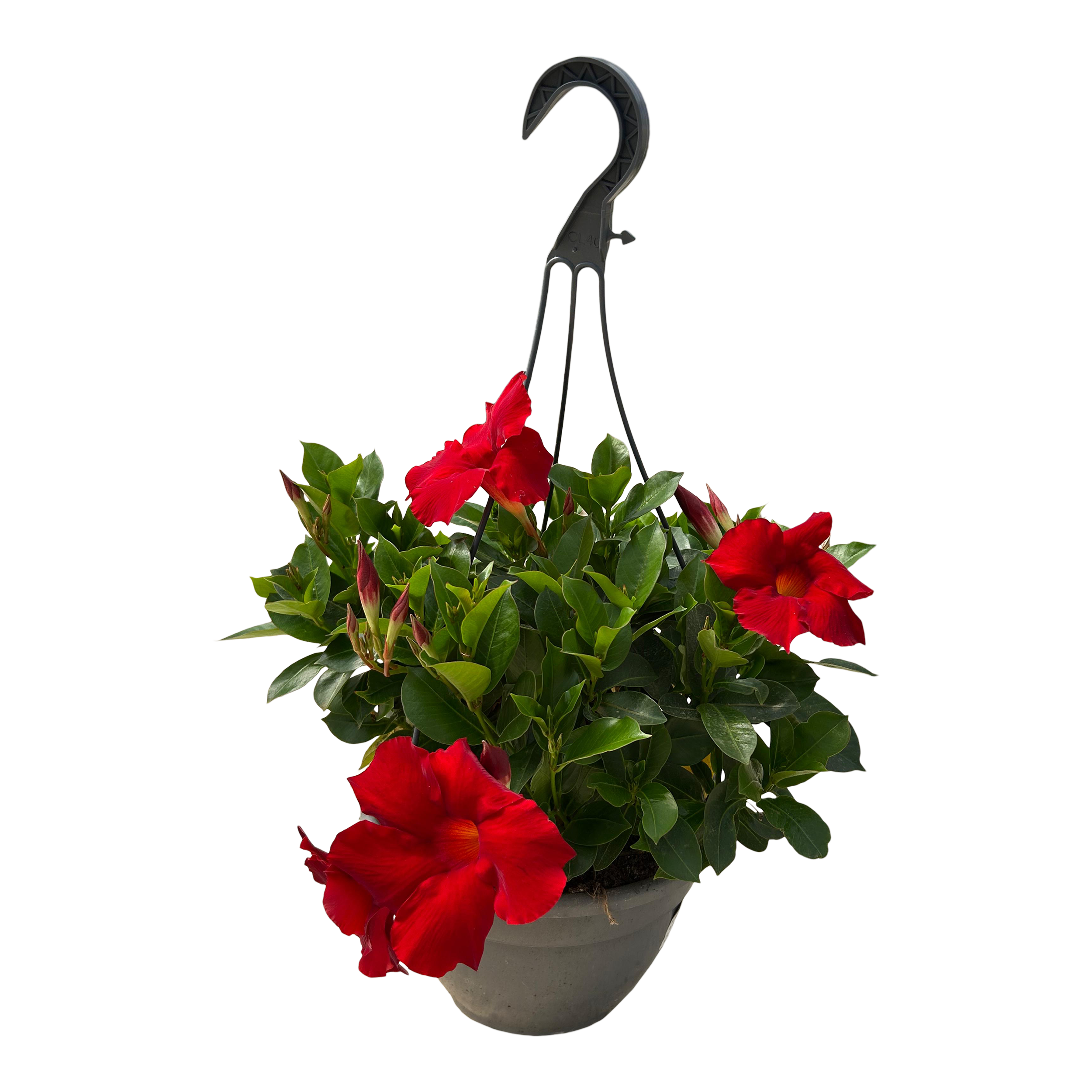 Dipladenia wisząca mix 45 cm