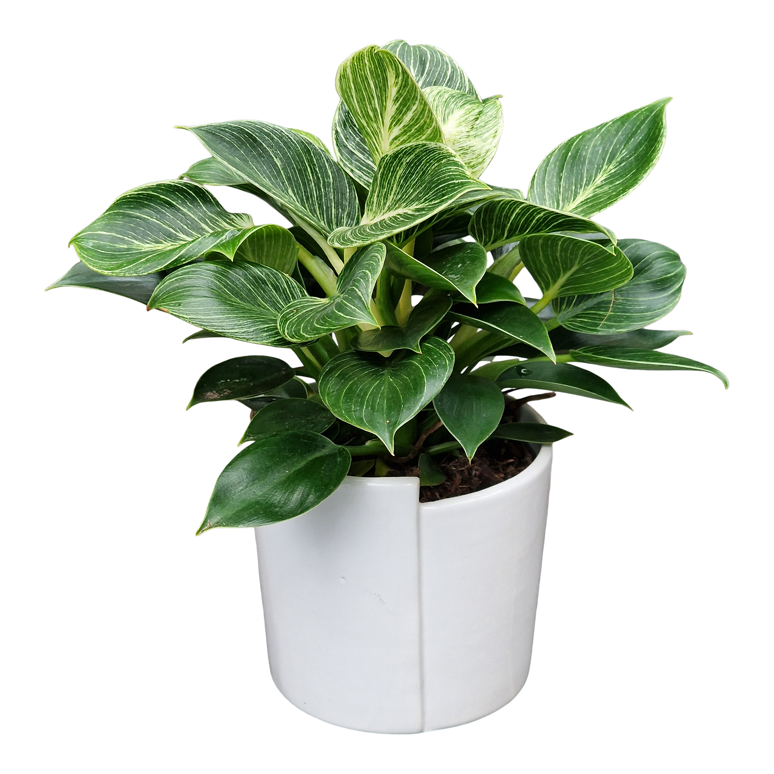 Filodendron White Wave 30 cm