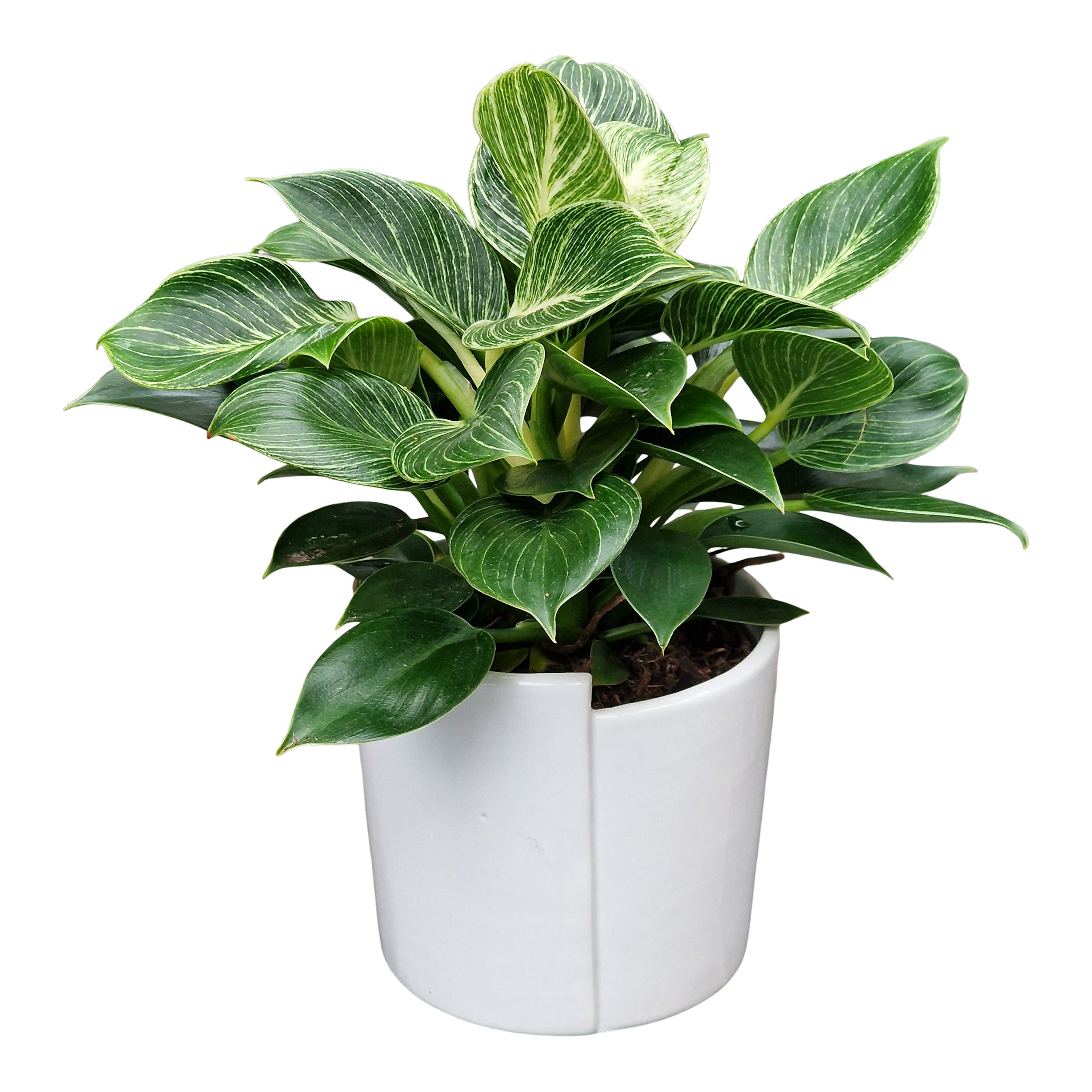 Filodentron Filodendron White Wave 30 cm - Leroy Merlin