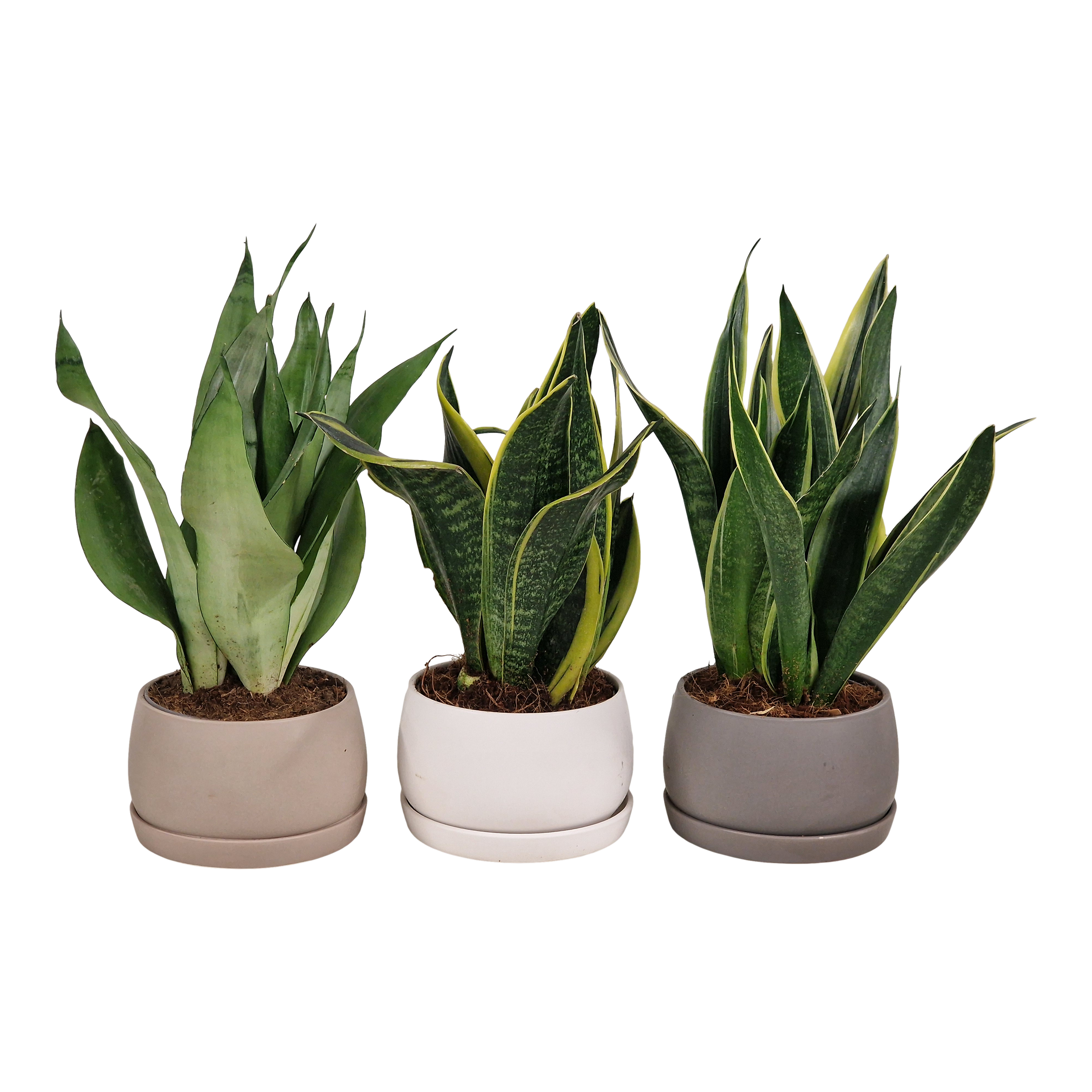 Sansewieria mix 35 cm