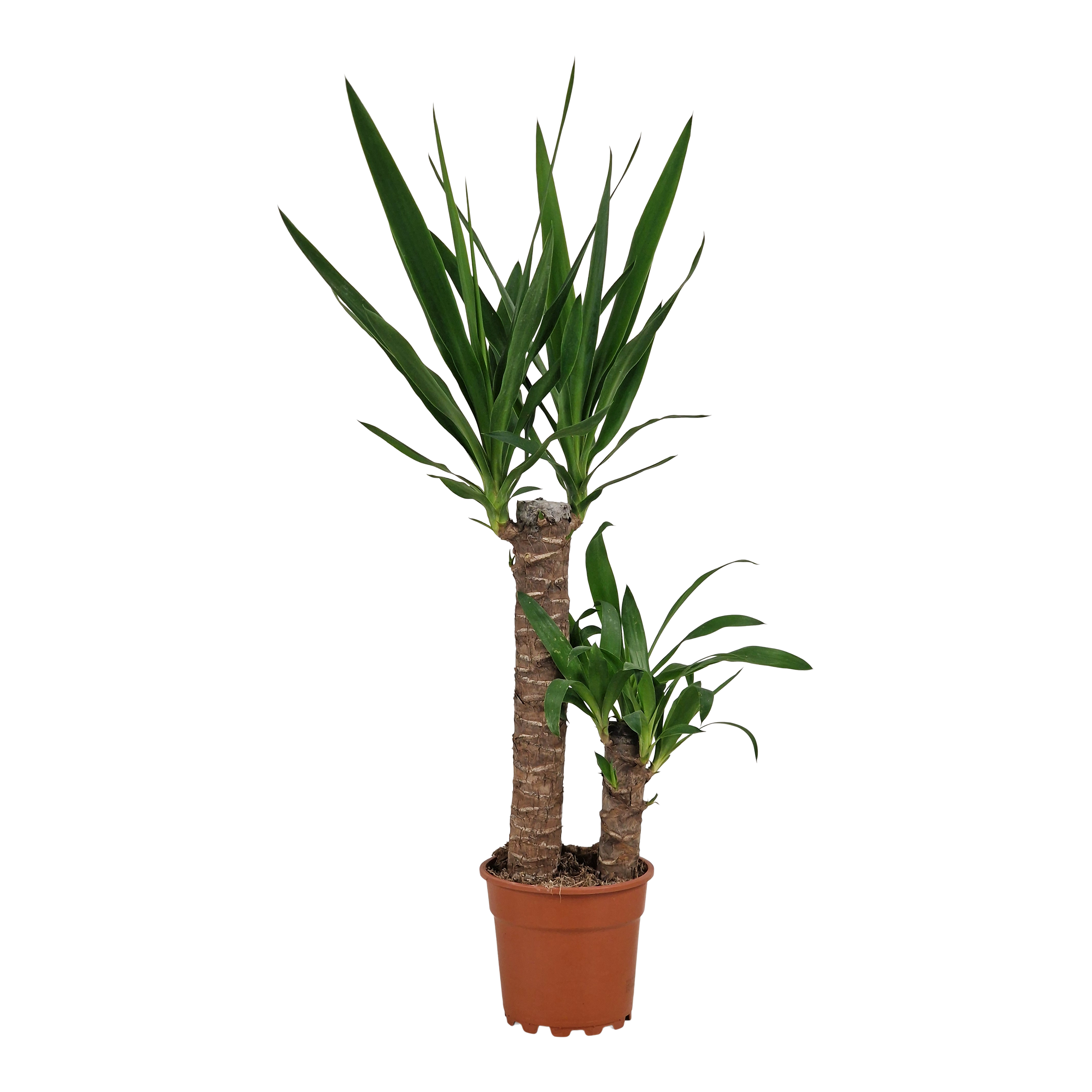 Juka 80 cm