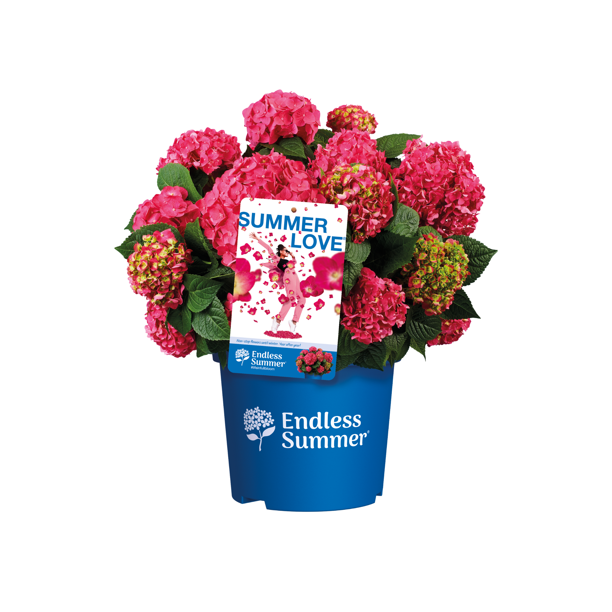 Hortensja bukietowa Hydrangea Paniculata 50-60 cm