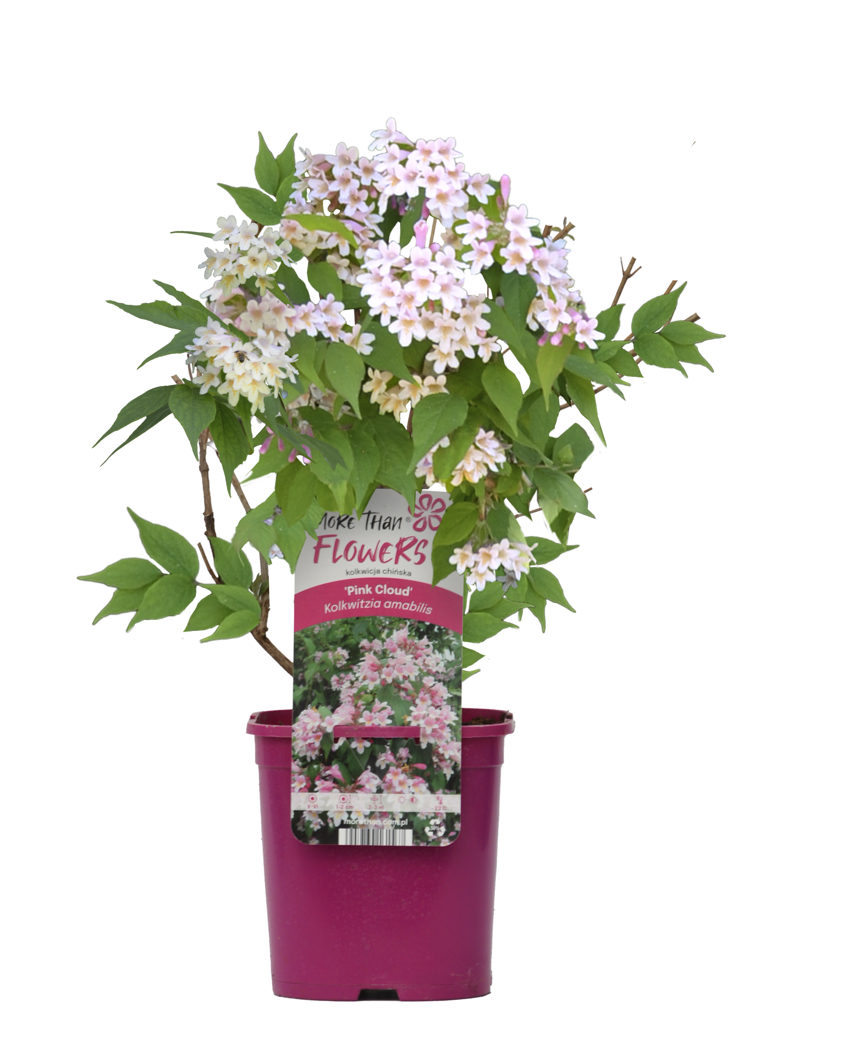 Kolkwitzia chińska Amabiis 45 cm