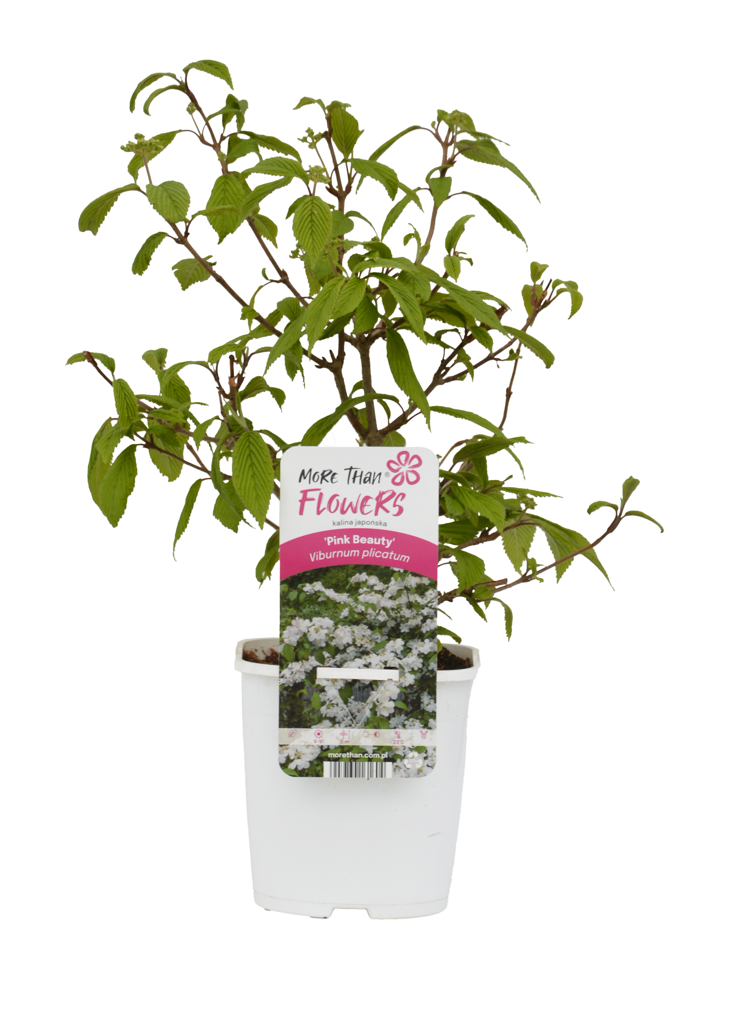 Kalina Viburnum 45 cm