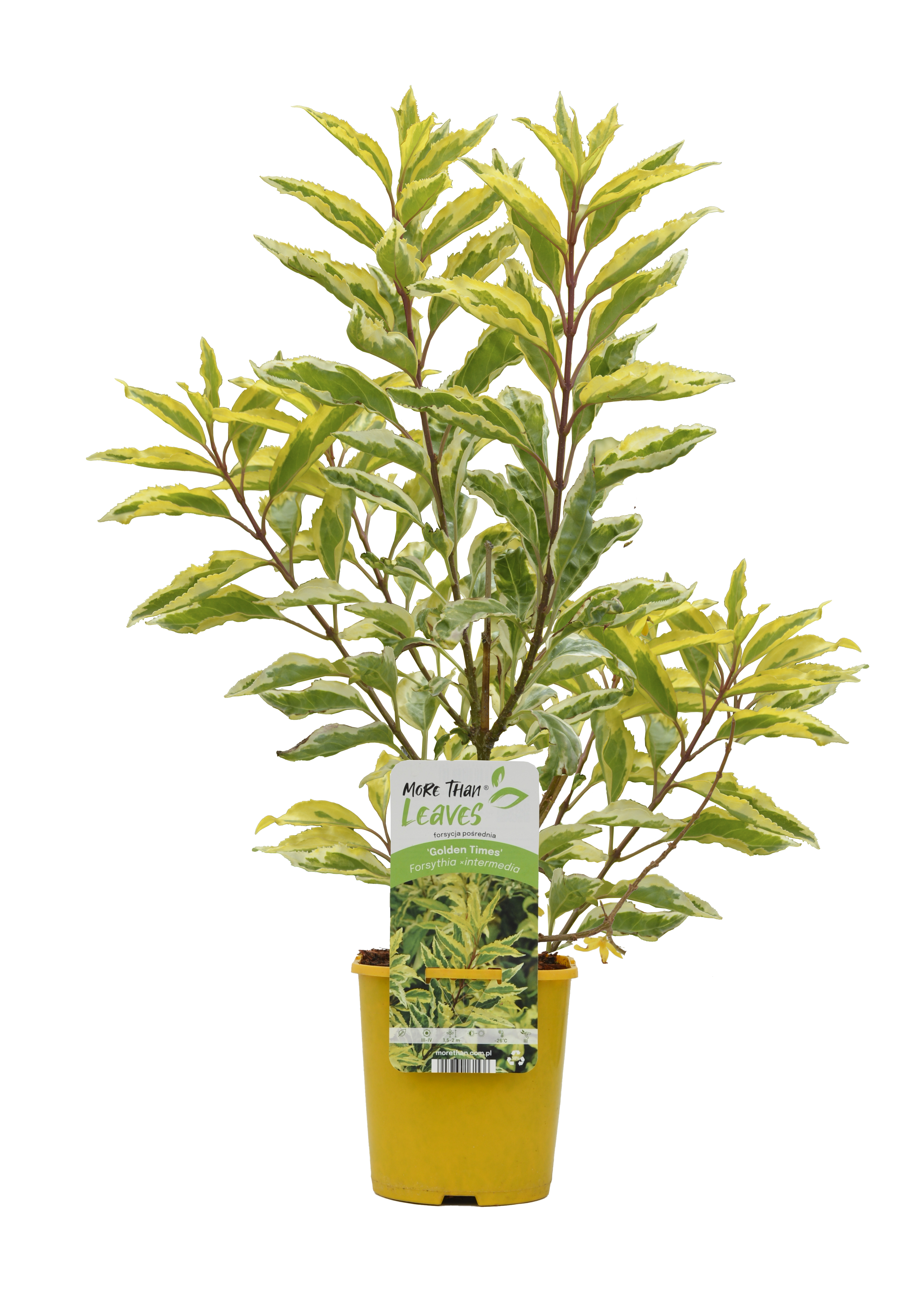 Forsycja Xintermedia 45 cm
