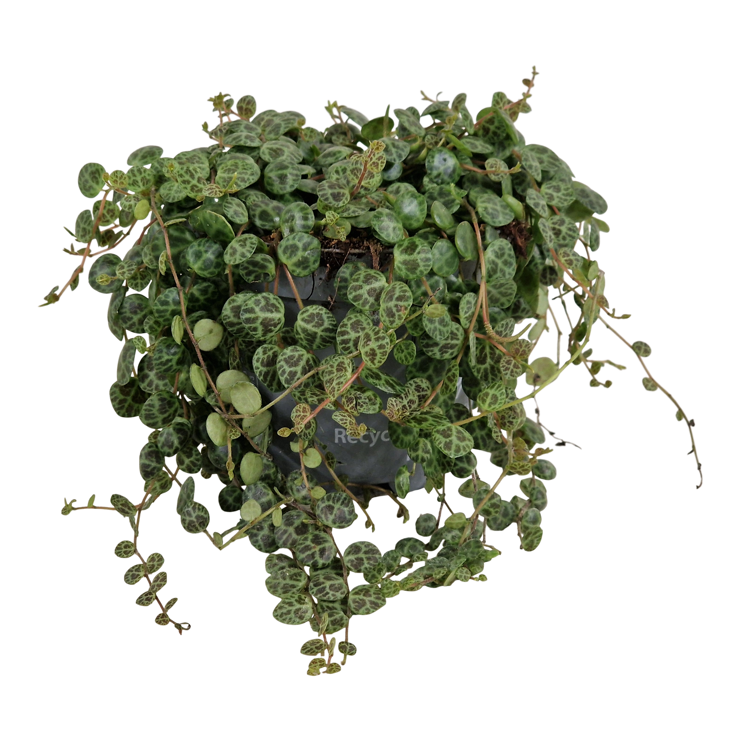Peperomia Prostrata 13 cm