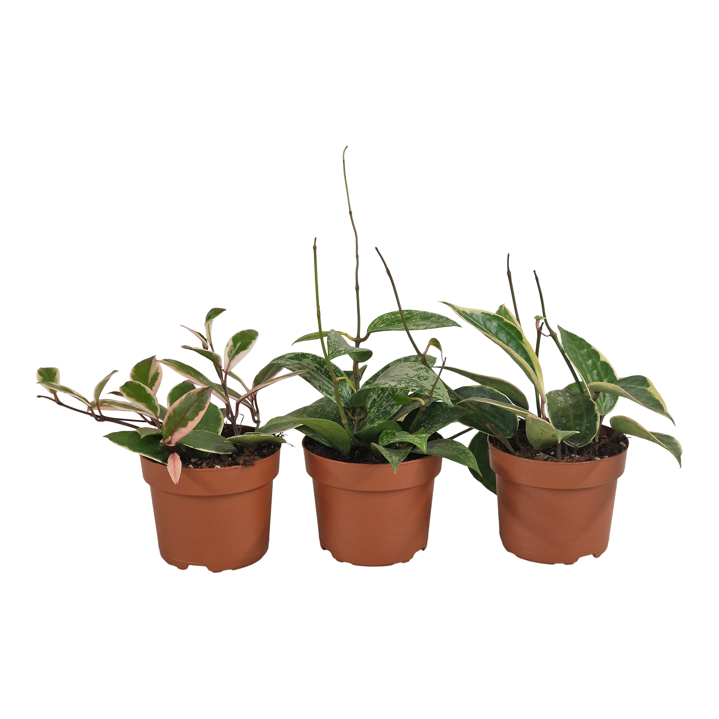 Hoja mix 15 cm