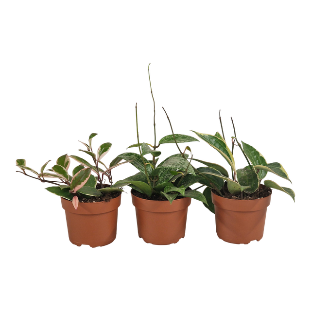 Hoja mix 15 cm