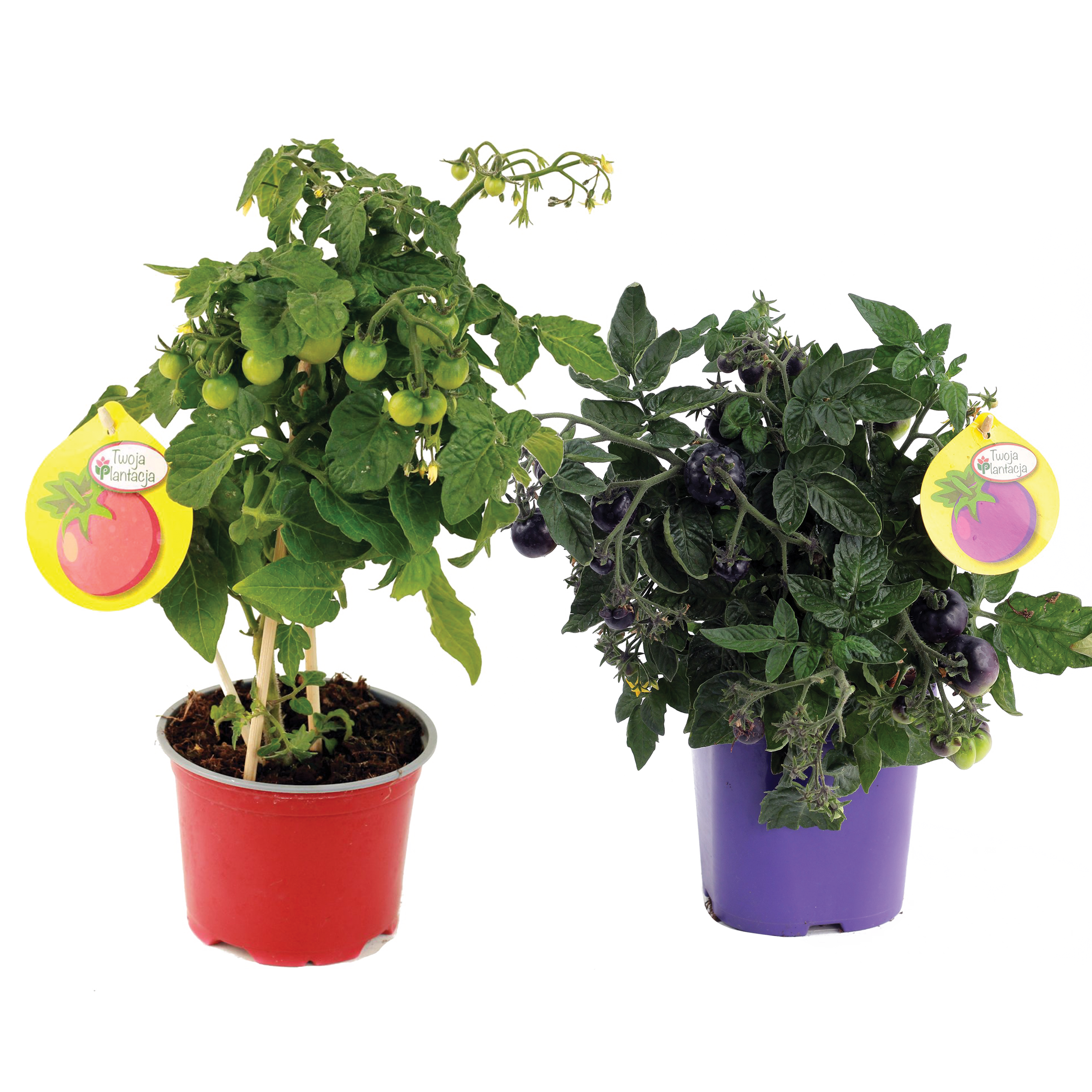 Pomidor koktajlowy 30 cm