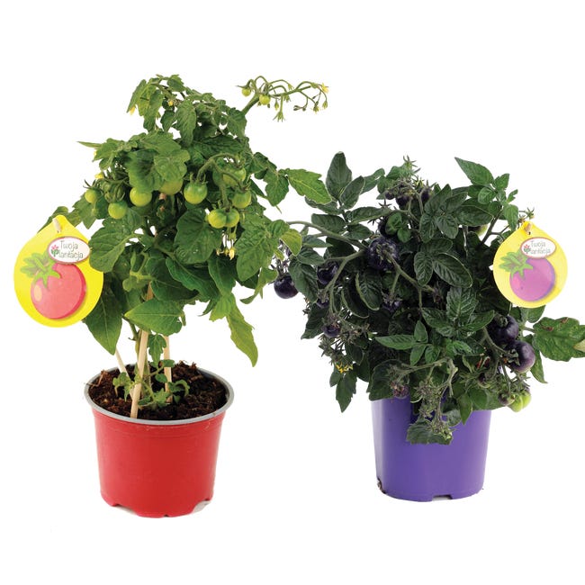 Pomidor koktajlowy 30 cm 95486143