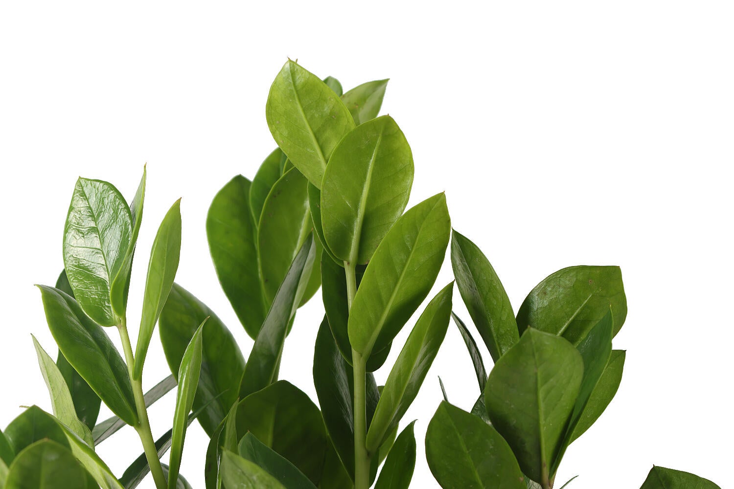 Planta verde zamioculcas en maceta de 17 cm