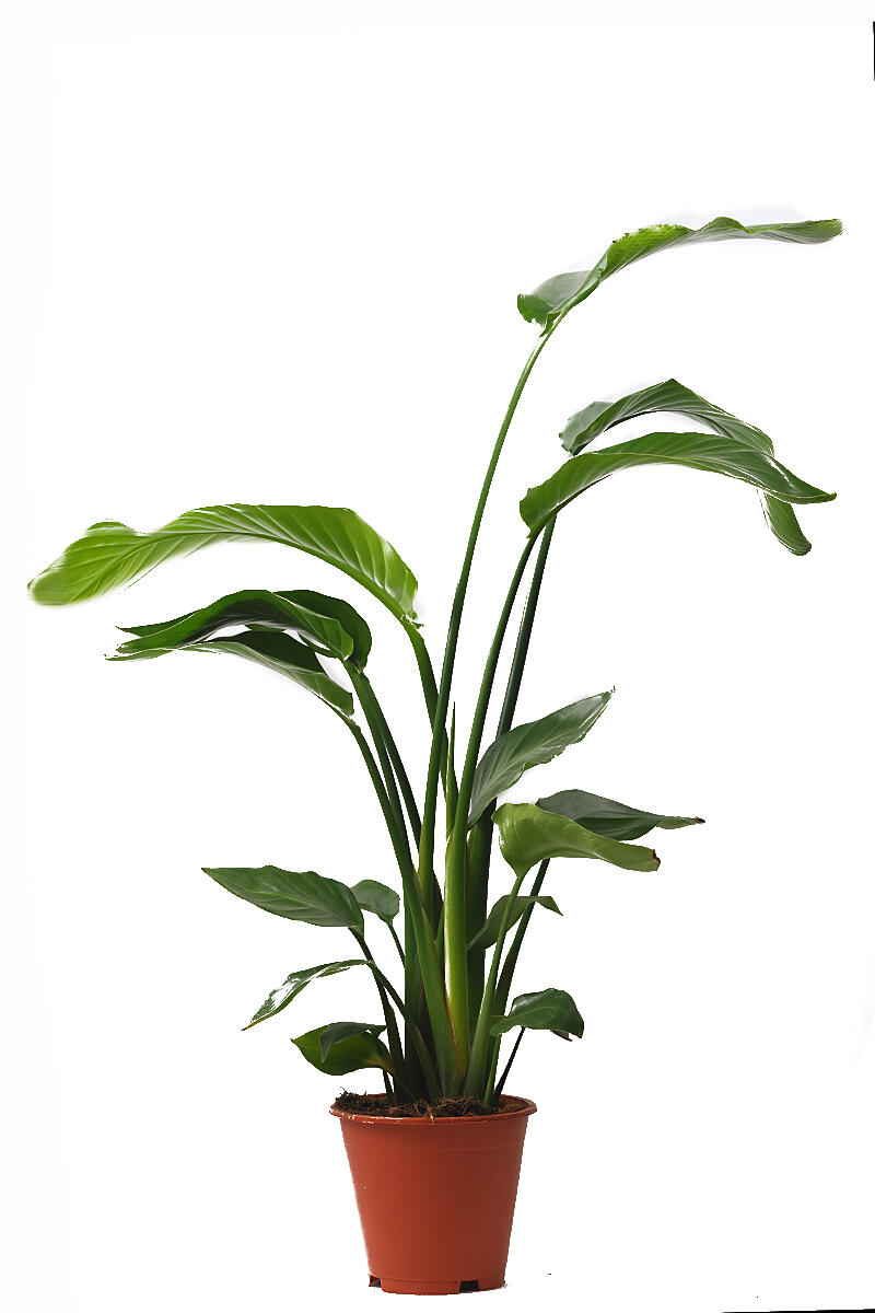 Planta verde Strelitzia en maceta de 19 cm - 2