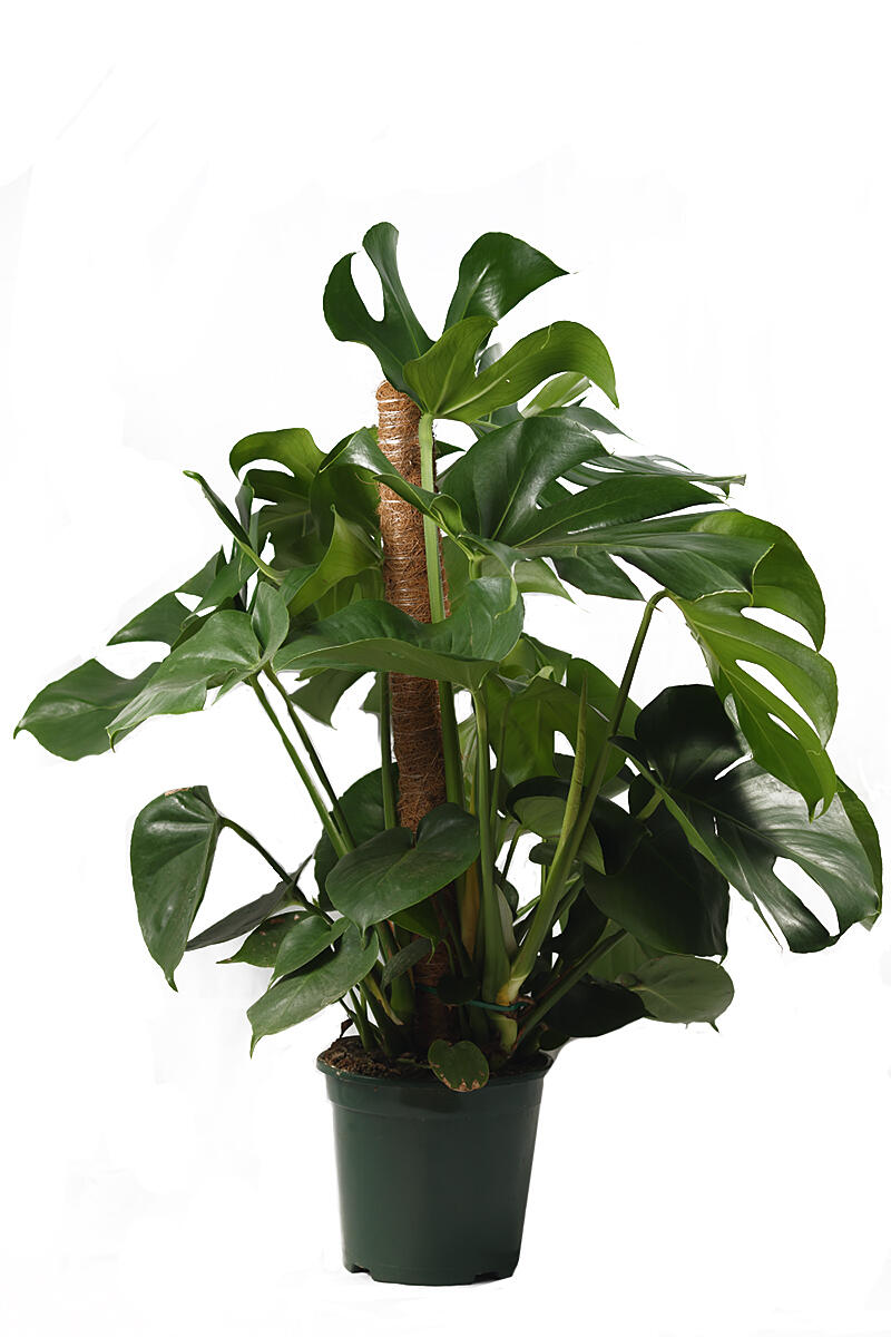 Planta verde Monstera en maceta de 17 cm - 2