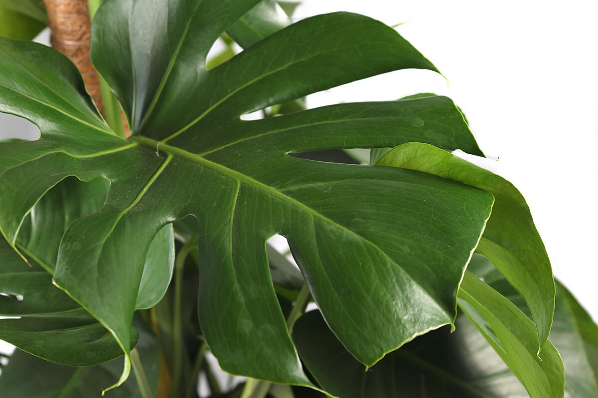 Planta verde monstera en maceta de 17 cm