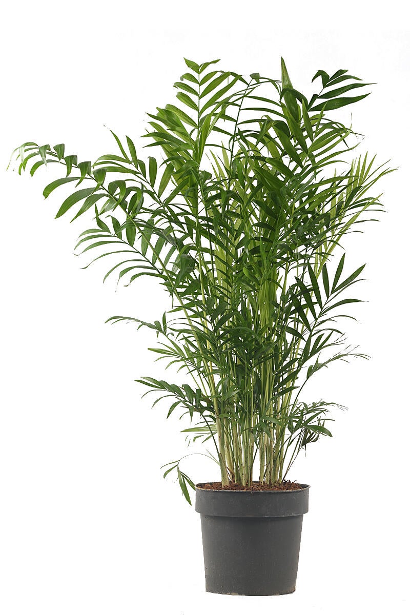 Palmera Chamaedorea en maceta de 17 cm - 2