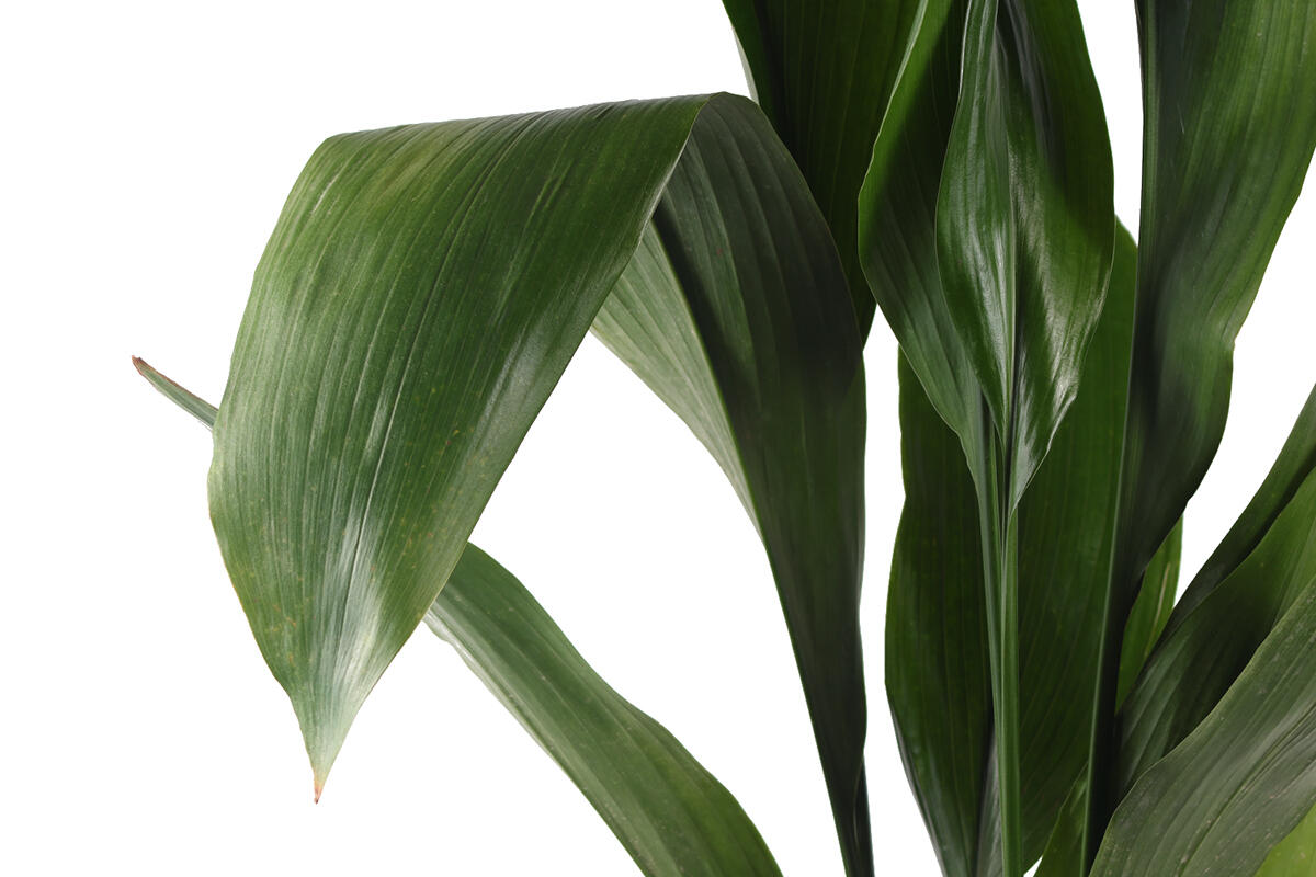 Planta verde Aspidistra en maceta de 17 cm - 2