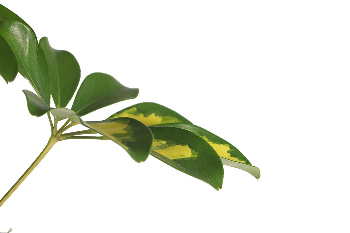 Planta verde Scheflera en maceta de 17 cm - 2