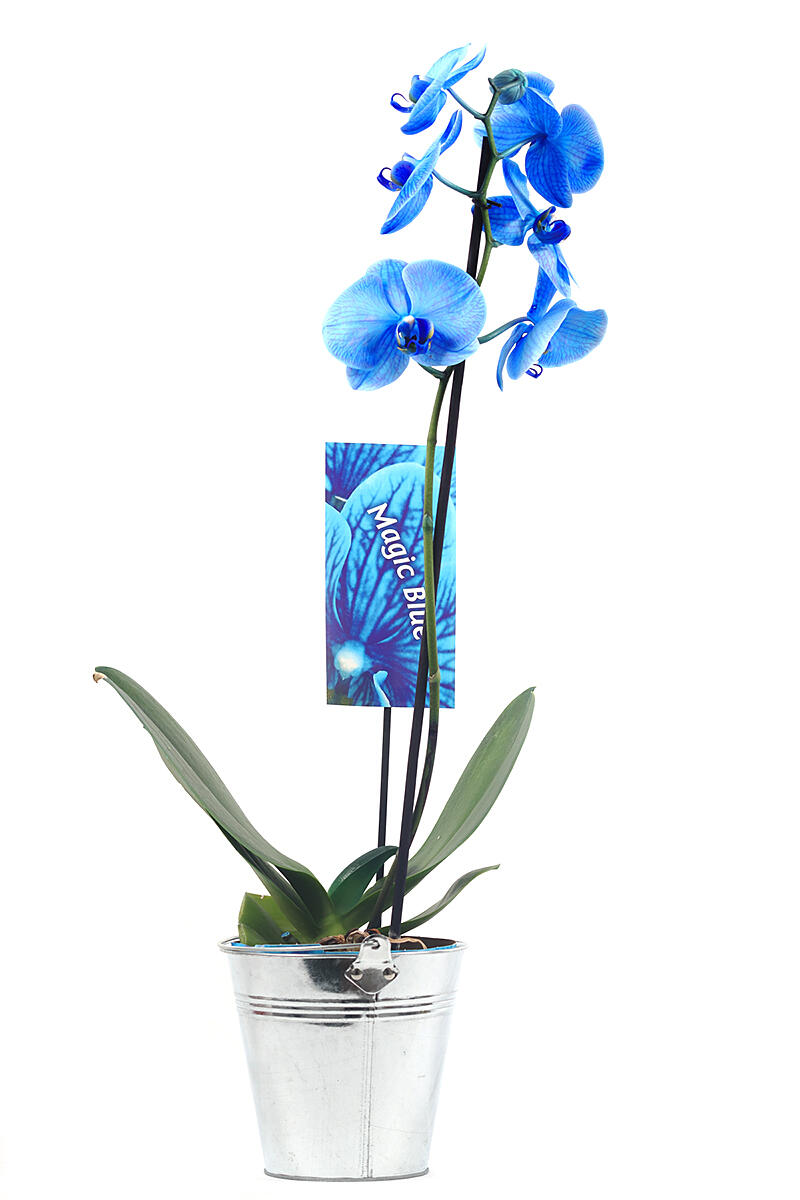 Phalaenopsis magic blue 1 tallo en maceta de 12 cm
