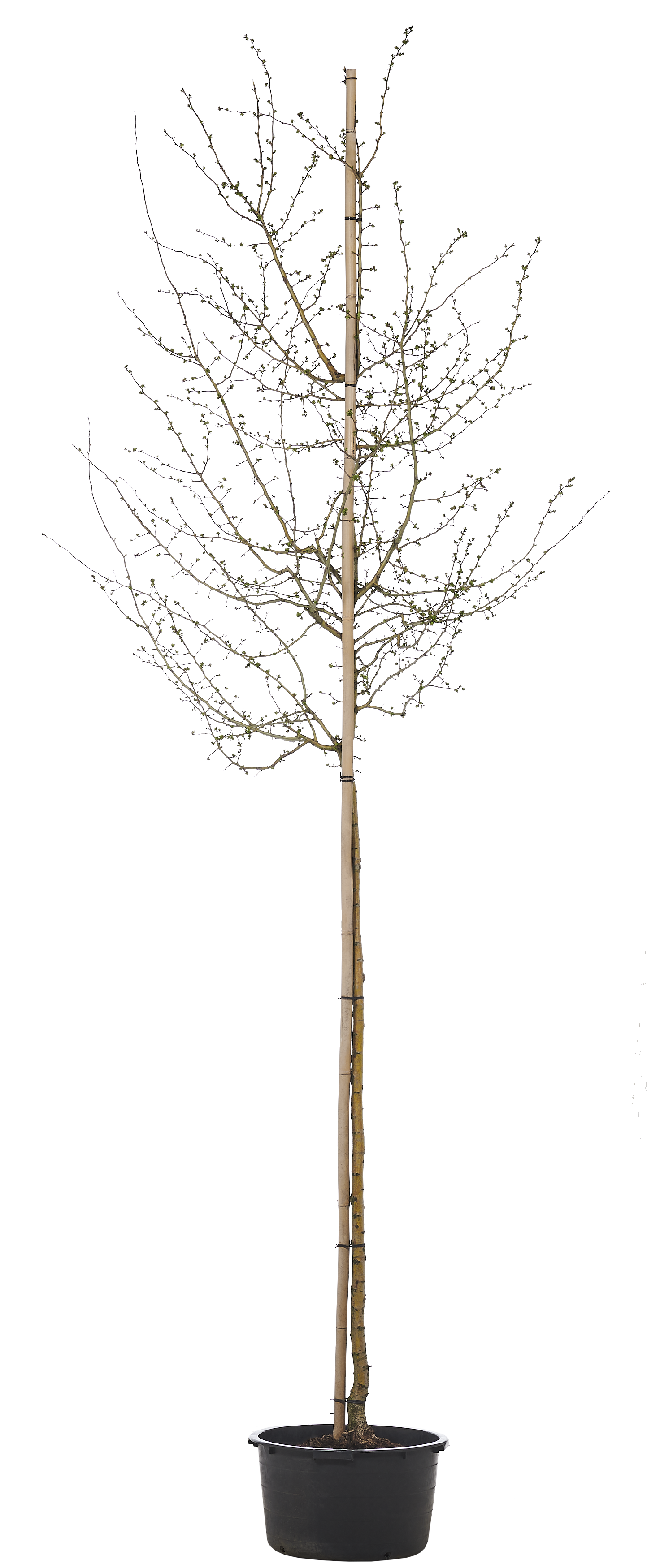 Głóg Paul's Scarlet 350 cm