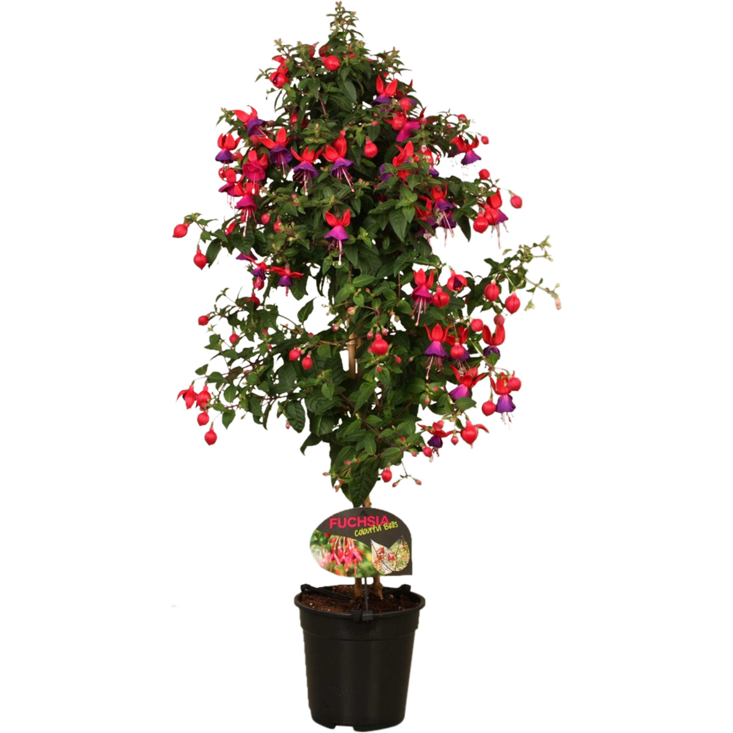Fuksja Bella 70-75 cm