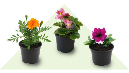Kwiaty w doniczkach