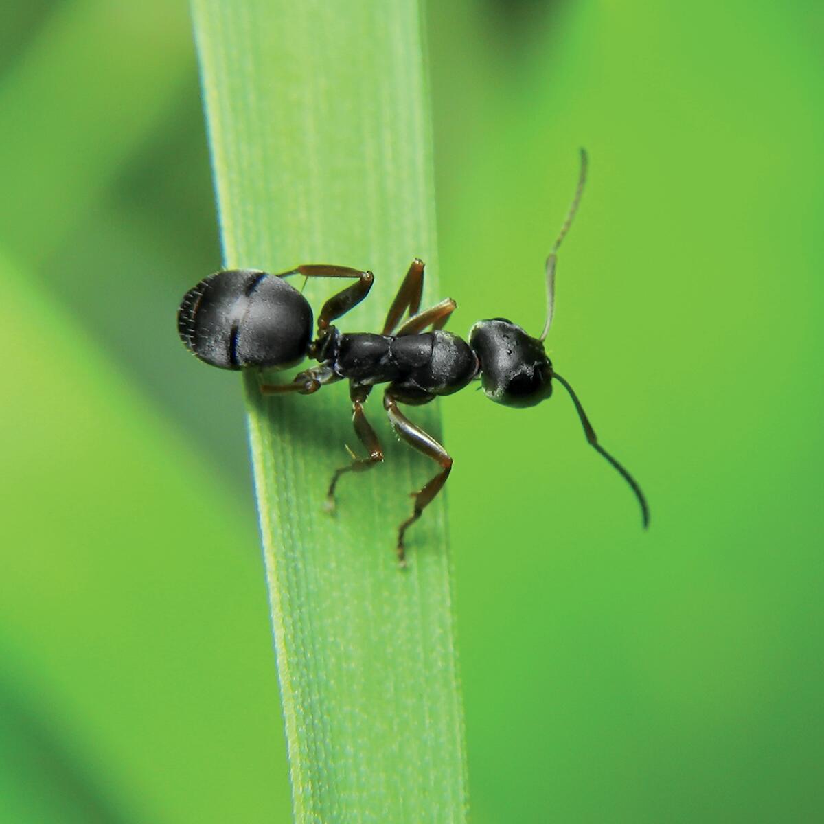 Insetticida spray per formiche FLORTIS 400 ml - 2