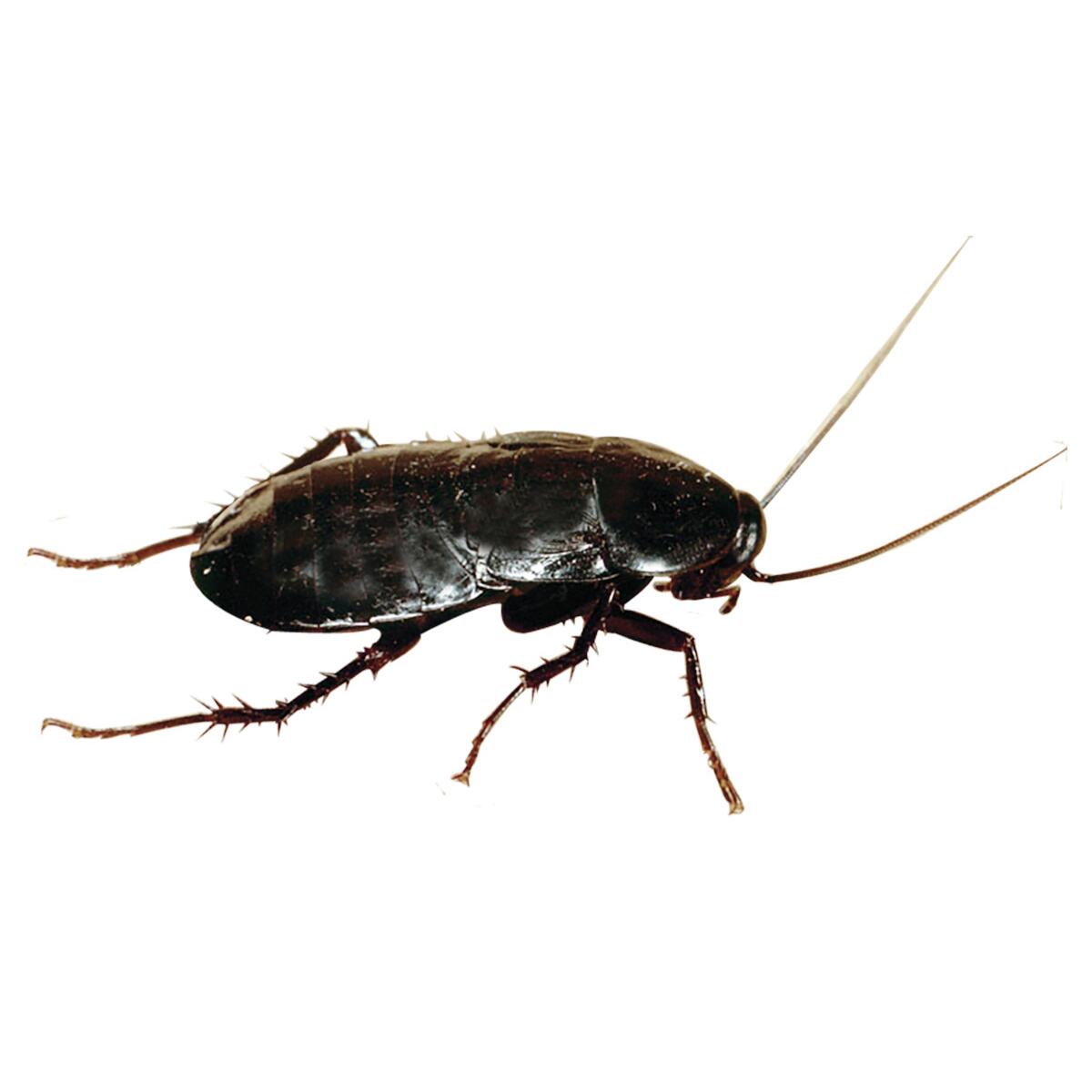 Insetticida spray per formiche FLORTIS 400 ml - 5