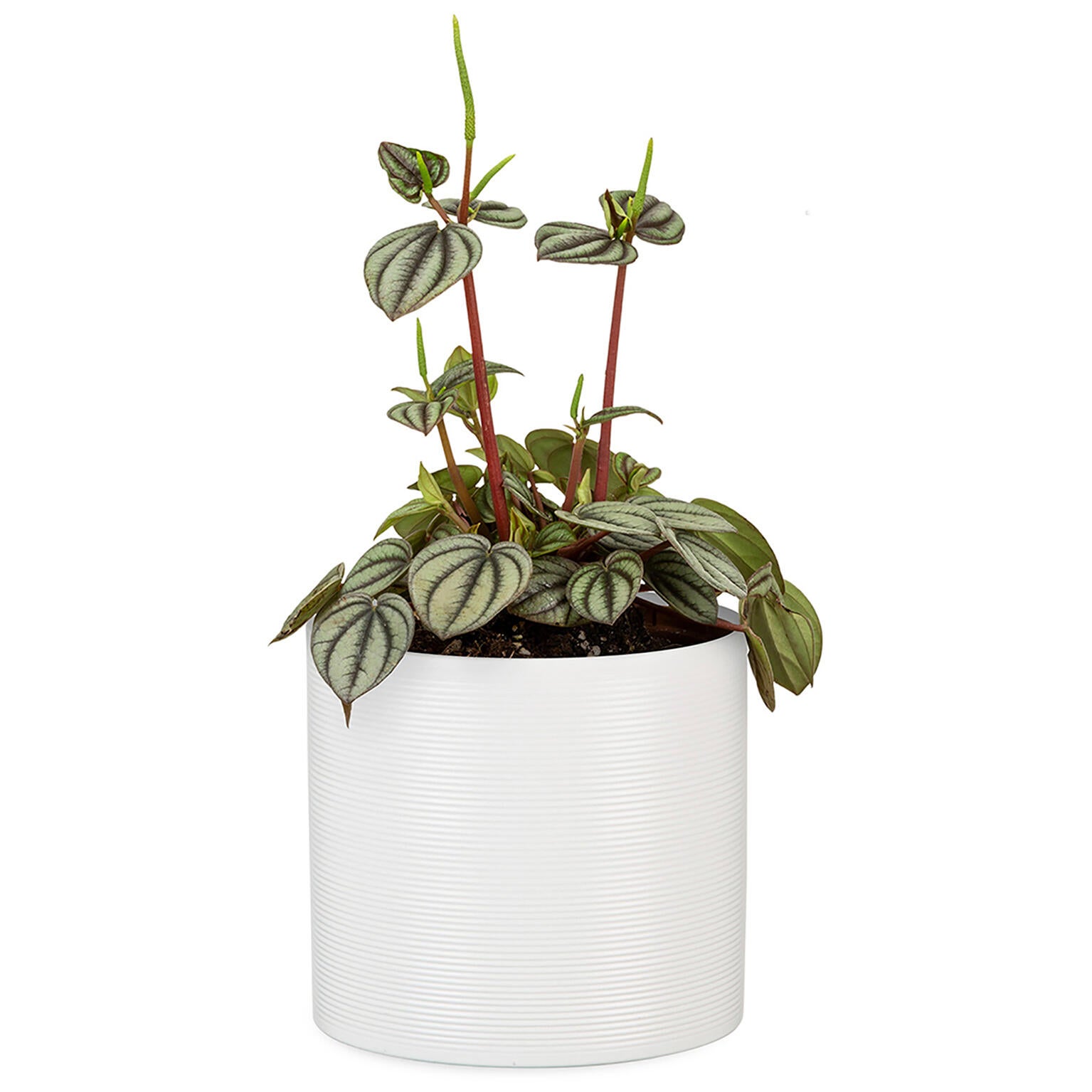 Maceta redonda de cerámica SCHEURICH ø 19 cm y 17 cm altura blanco - 2