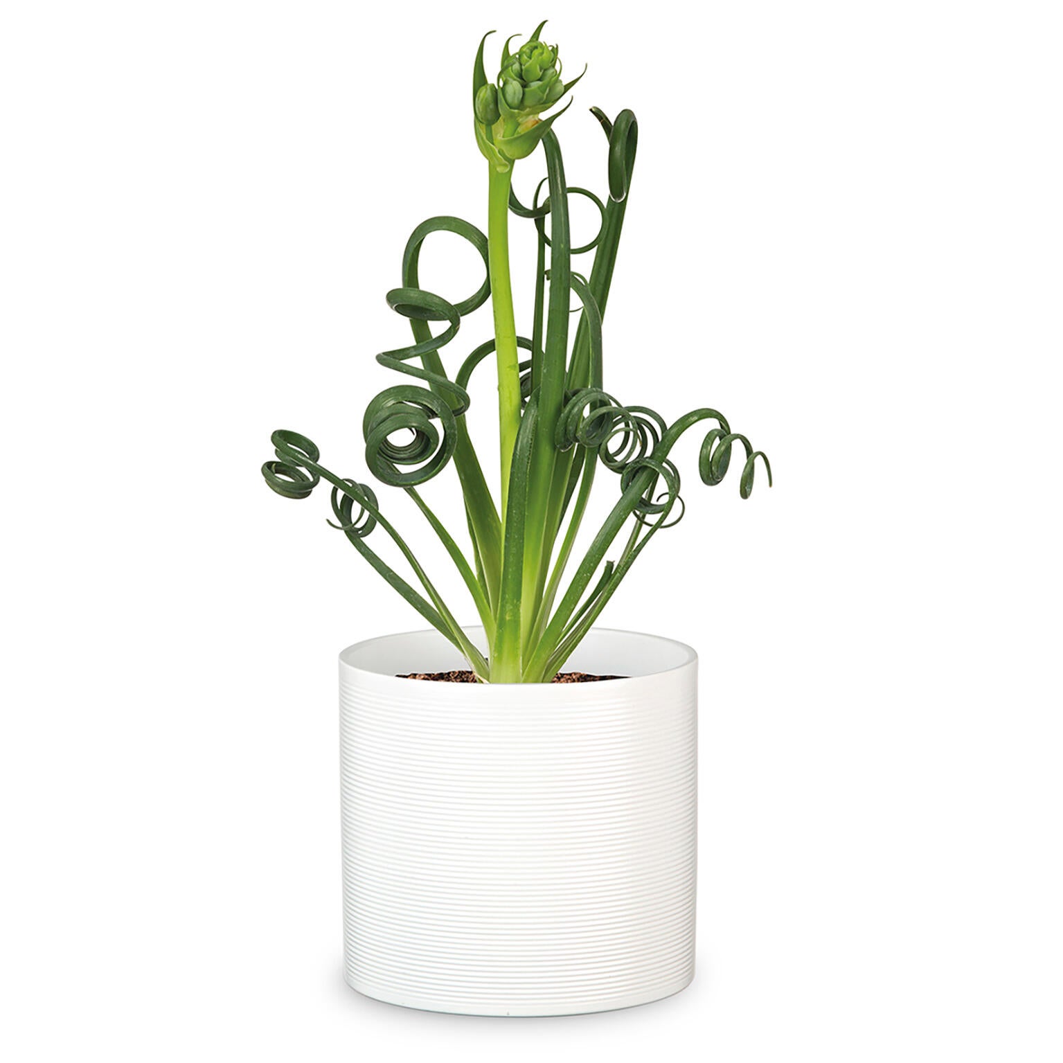 Maceta redonda de cerámica SCHEURICH ø 23 cm y 21 cm altura blanco - 2