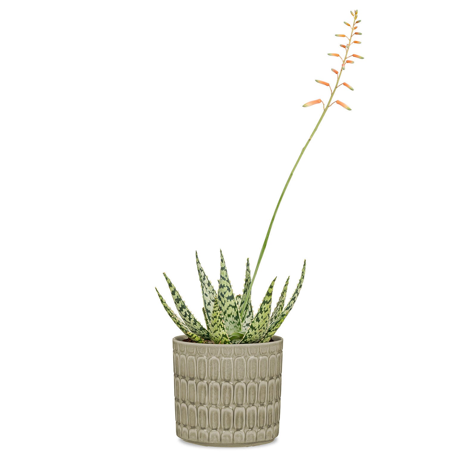 MePla - Pot de fleurs cylinique 60 cm soucoupe 58 cm, taupe MePla - Pot de fleurs cylinique 60 cm soucoupe 58 cm, taupe