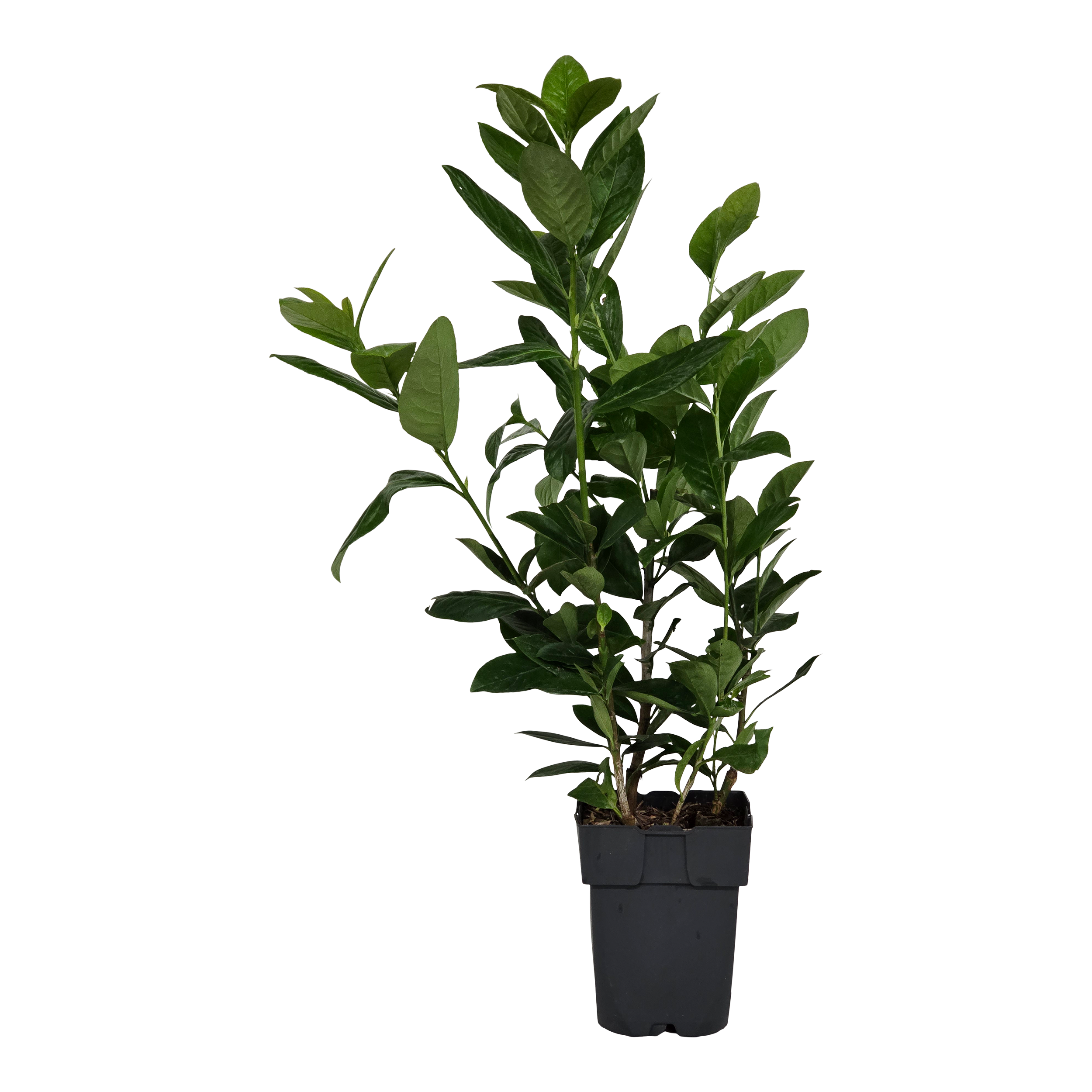 Laurowiśnia Novita 40-50 cm