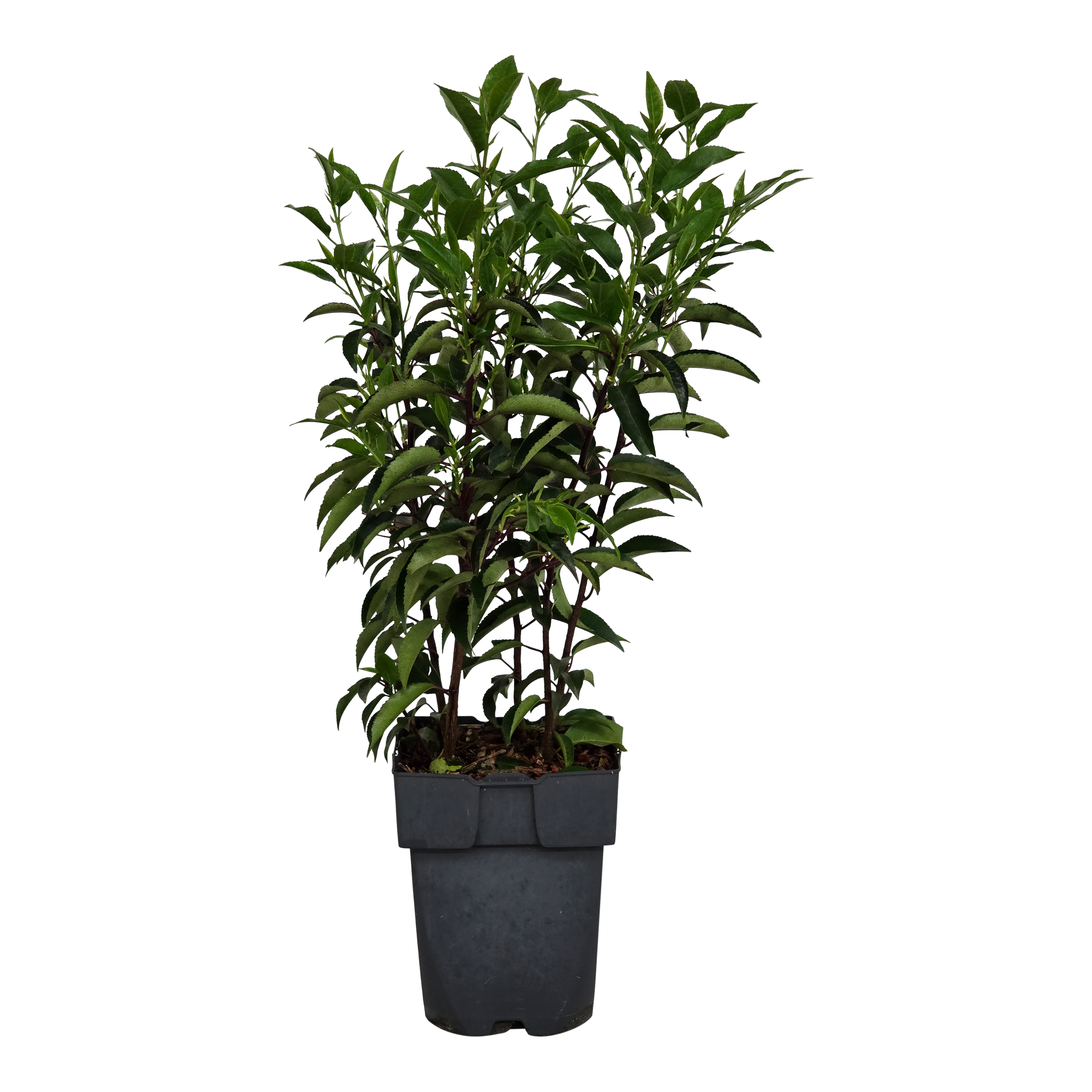 Laurowiśnia Iberyjska 40-50 cm