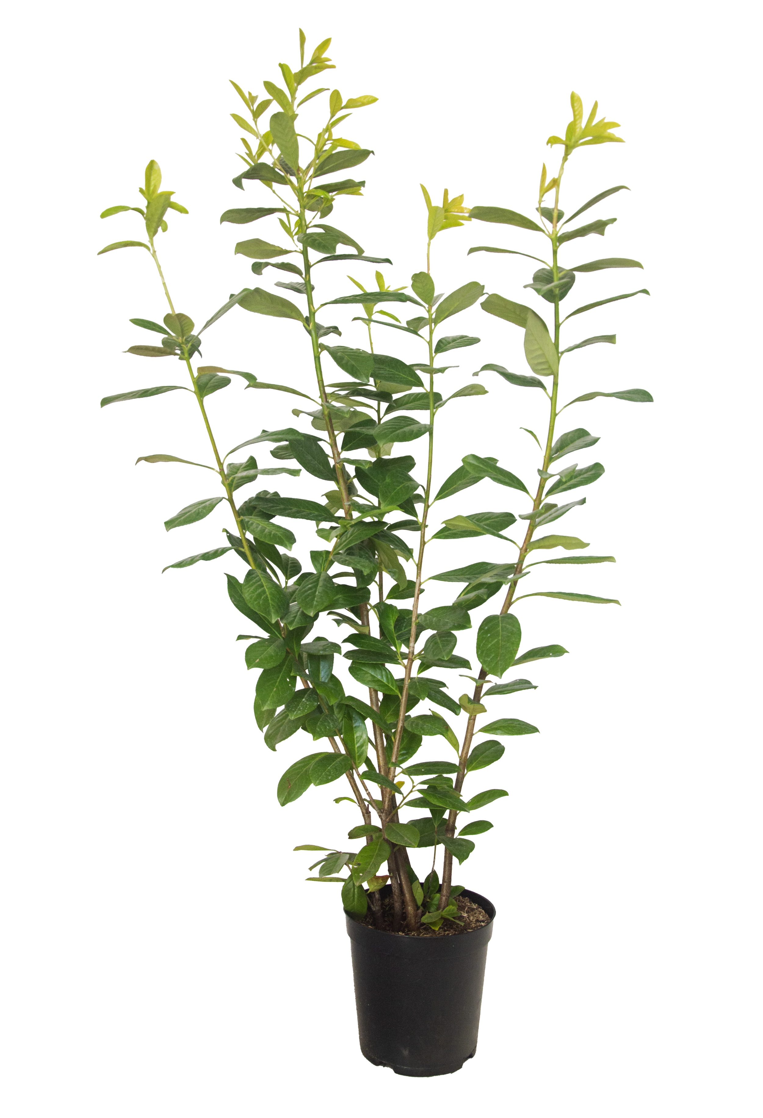 Laurowiśnia 120-140 cm