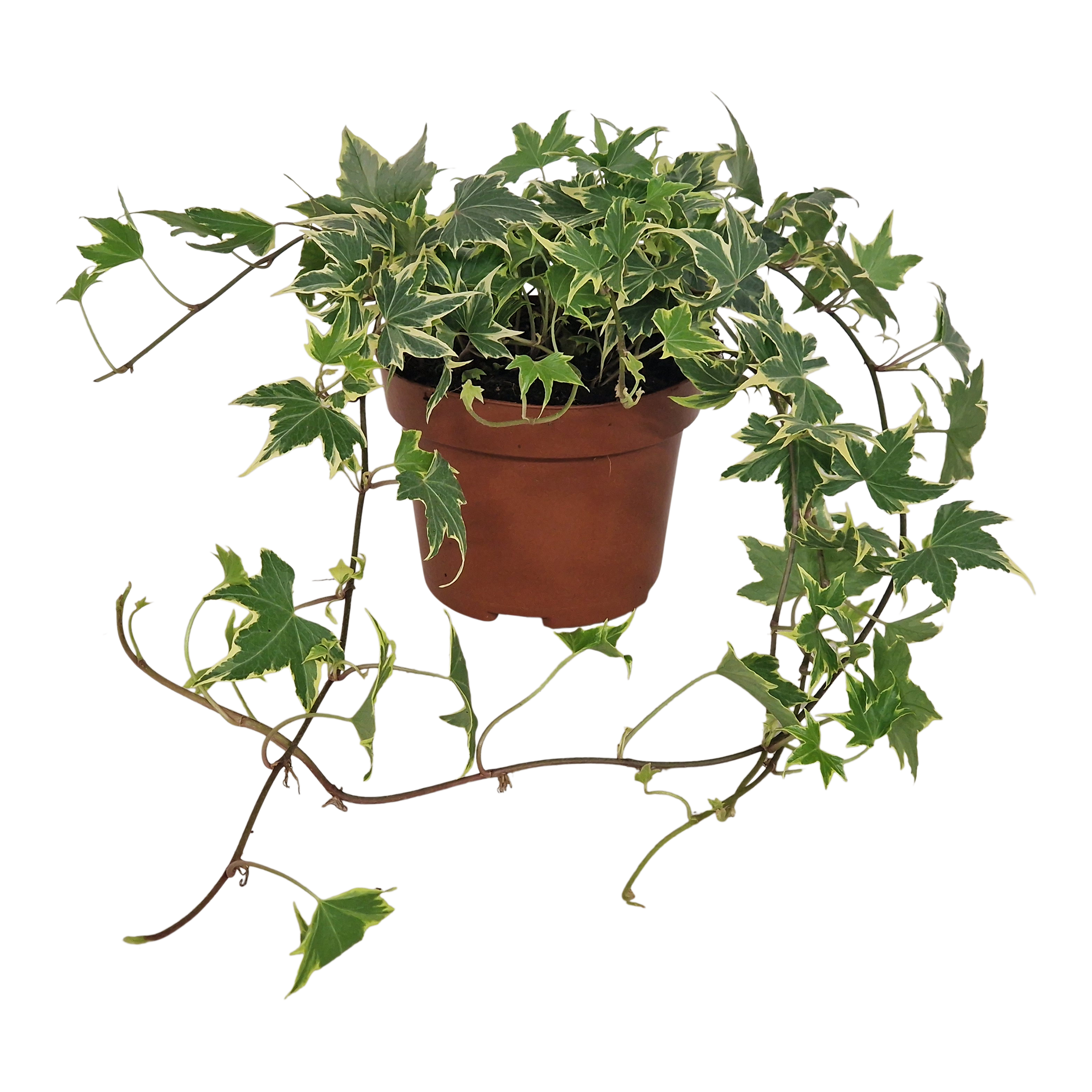 Bluszcz Hedera Goldchild 30 cm