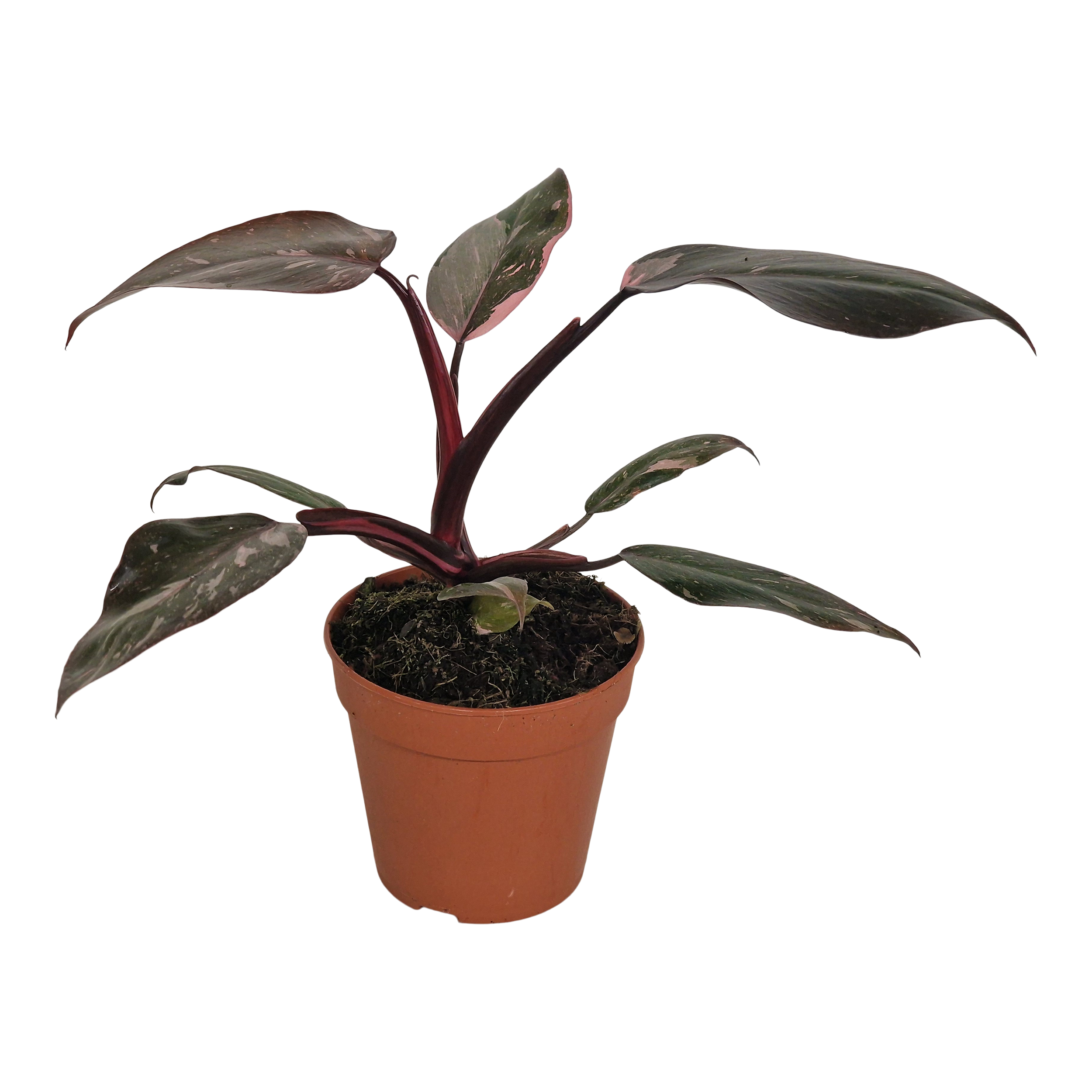 Filodendron Pink Princess 30 cm
