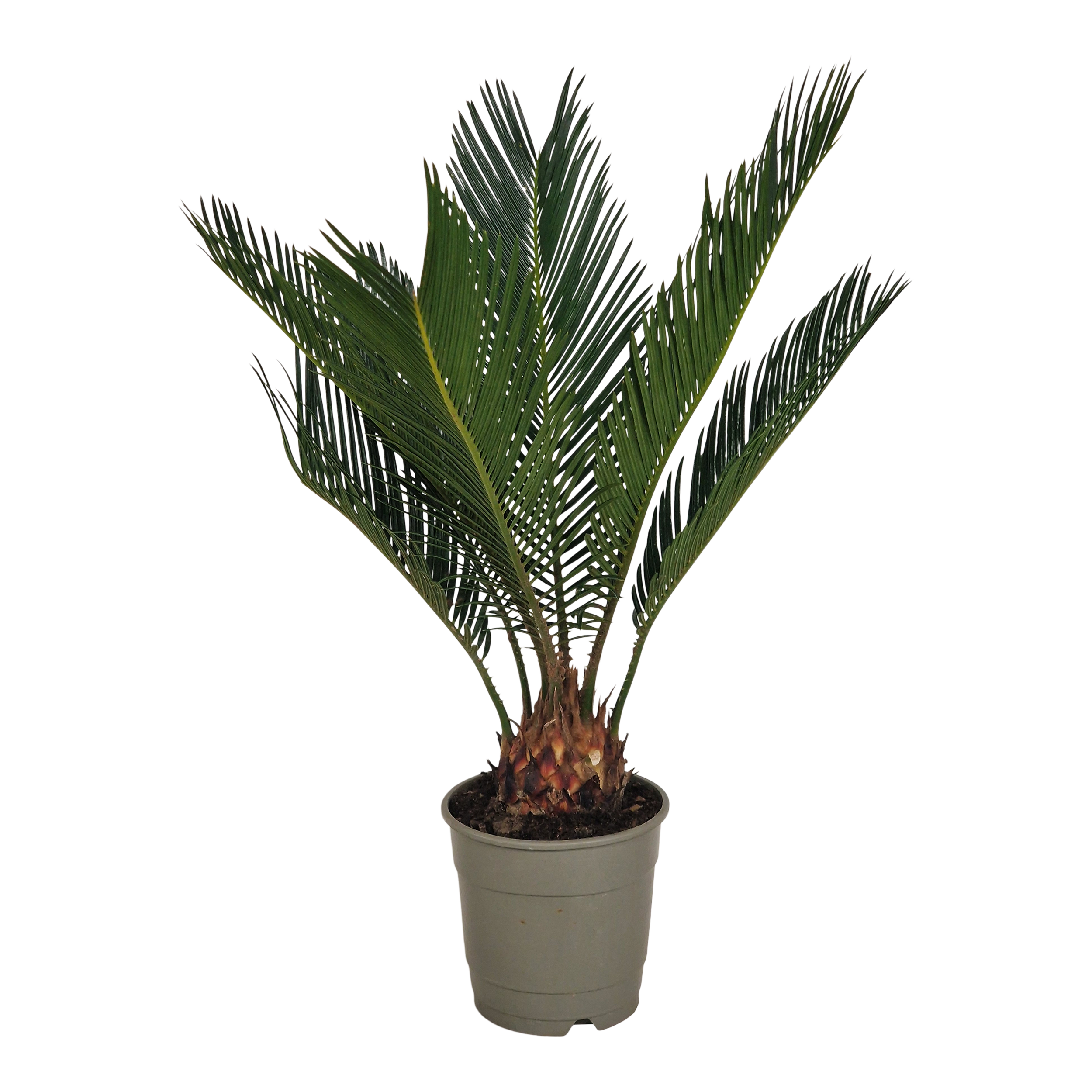 Sagowiec Cycas Revoluta 35 cm
