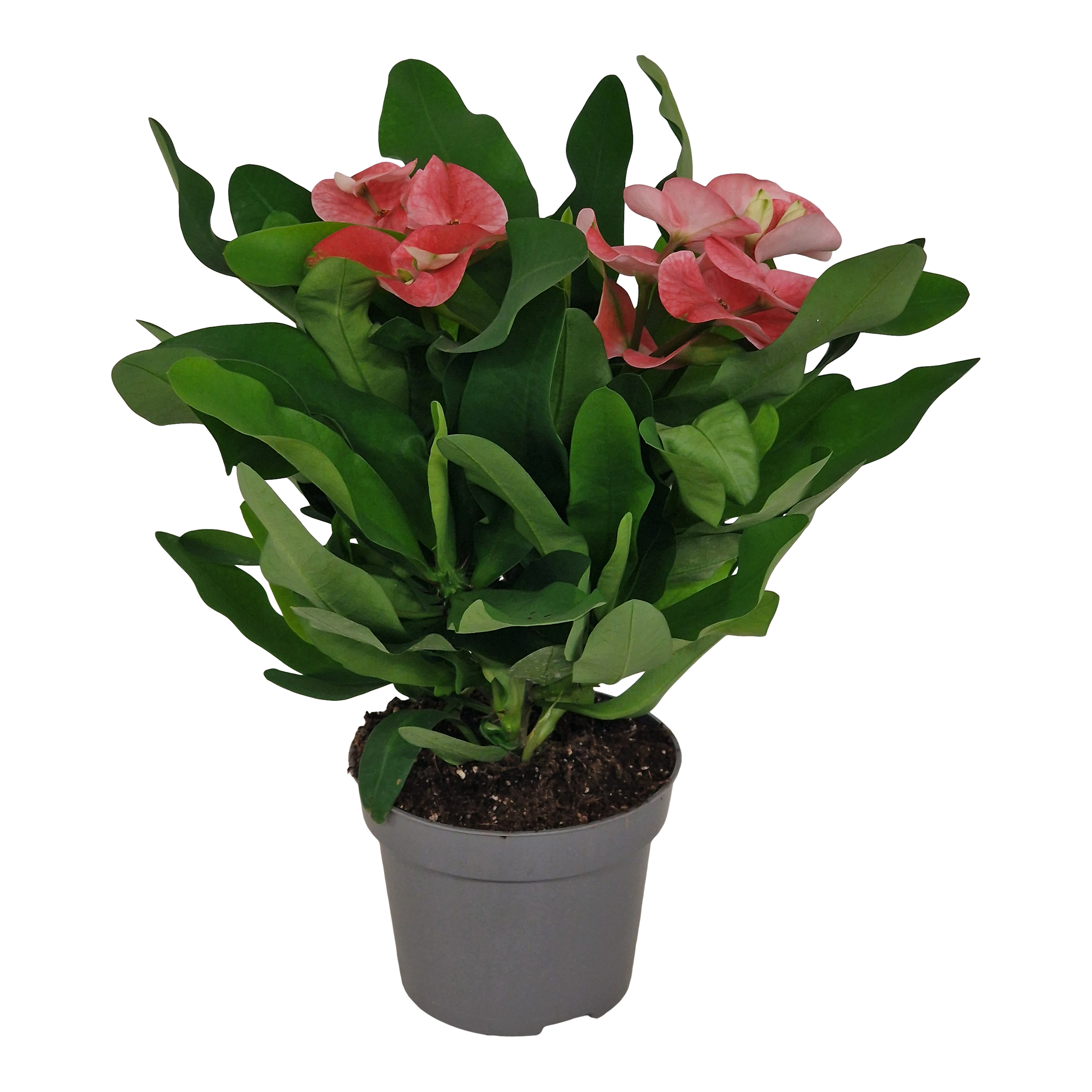 Wilczomlecz lśniący 25 cm