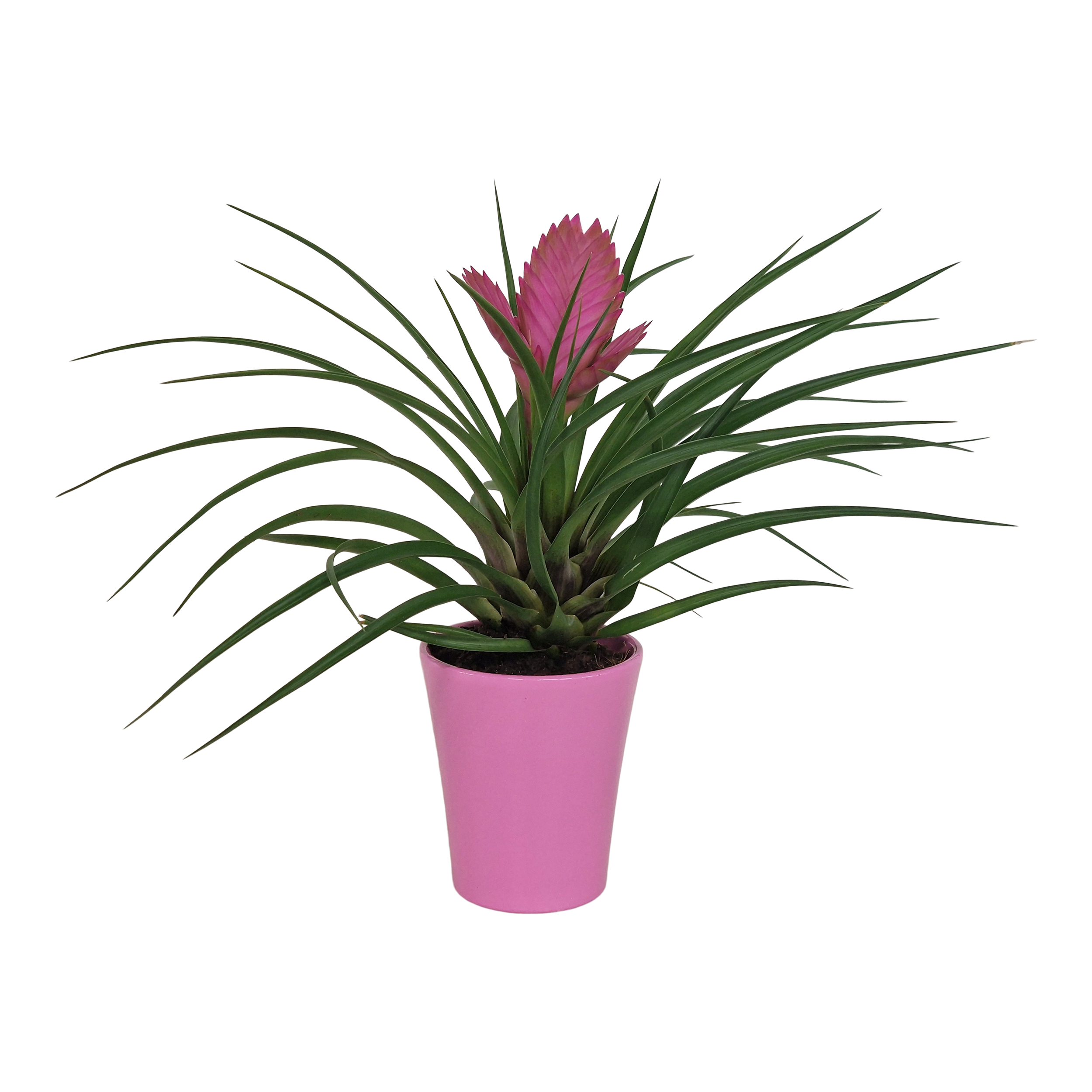 Oplątwa Tillandsia 30 cm