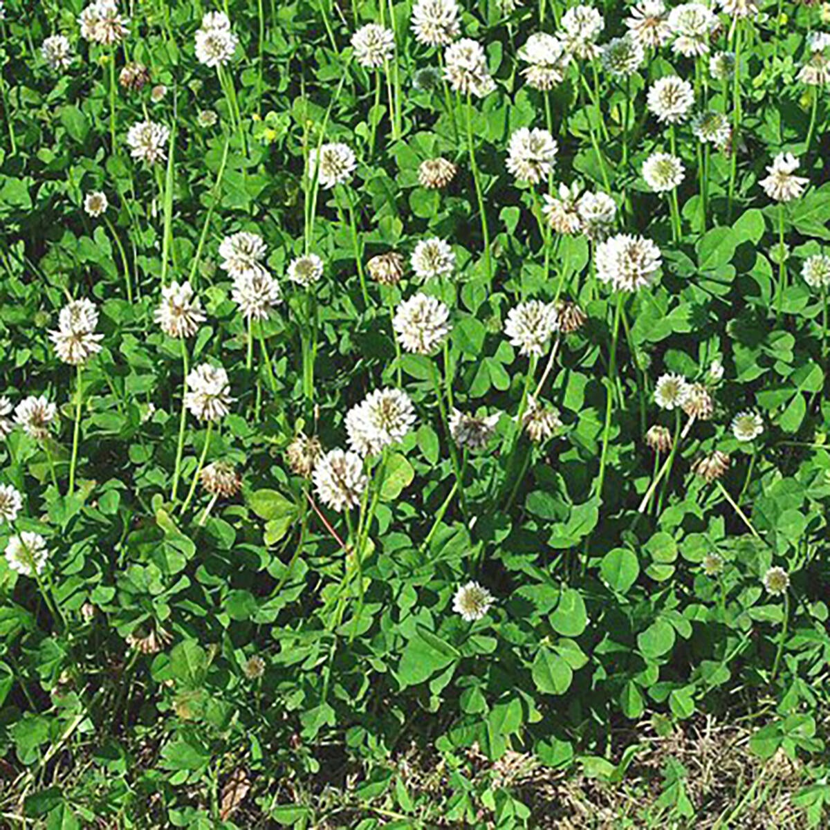 Diserbante prato FLORTIS DISERBOSAN 1 LT - 3
