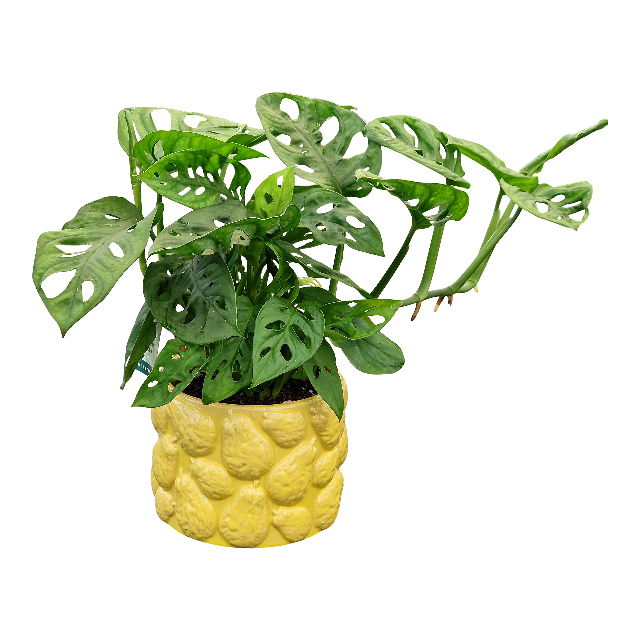 Monstera Adesoni w osłonce 25 cm