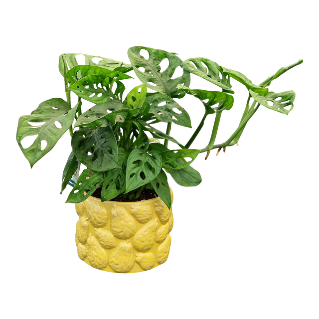 Monstera Adesoni w osłonce 25 cm