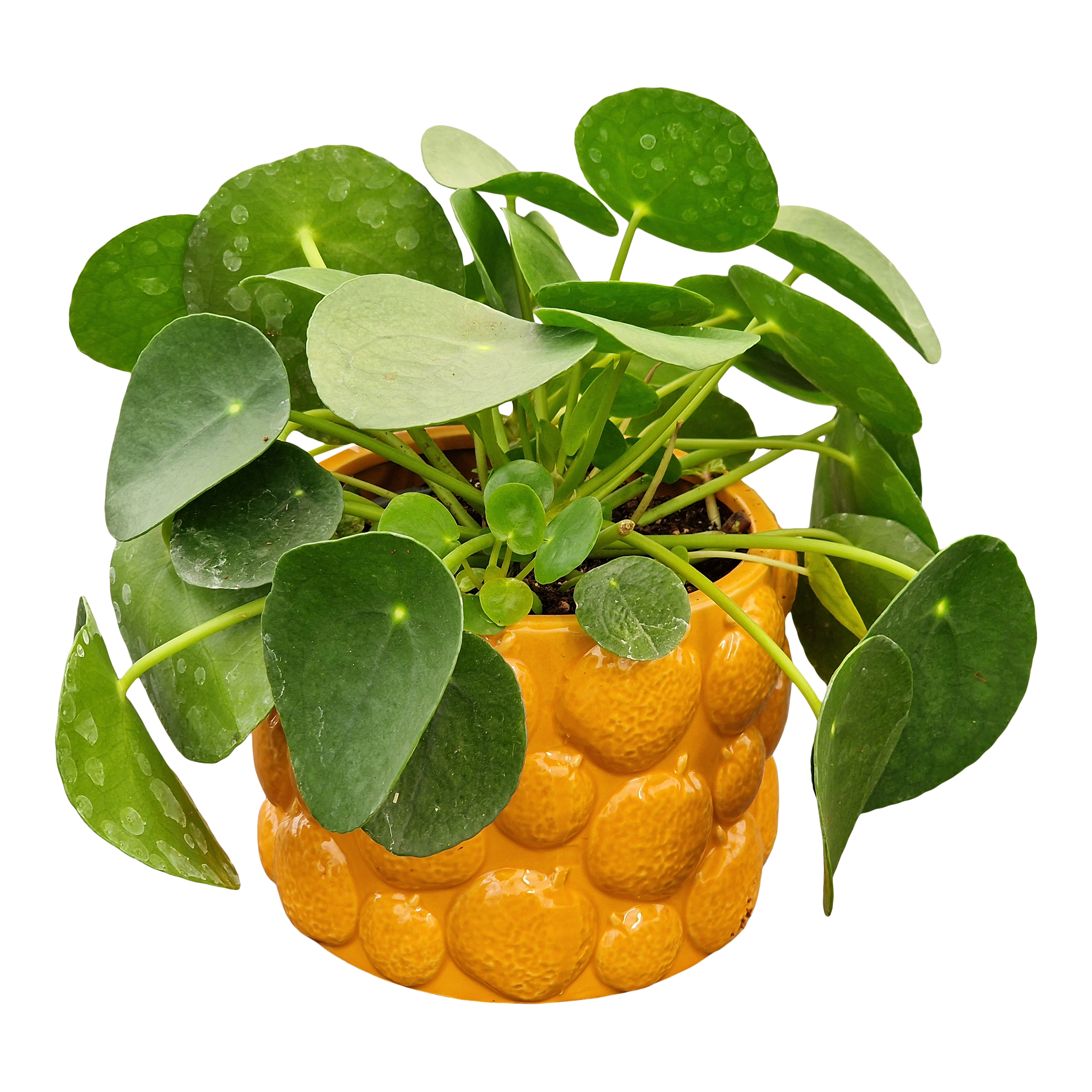 Pieniążek Pilea Peperomiowata w osłonce 25 cm