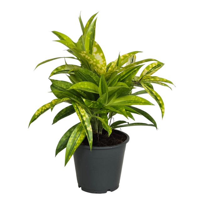 Dracena surculosa mike 25 cm 95885196