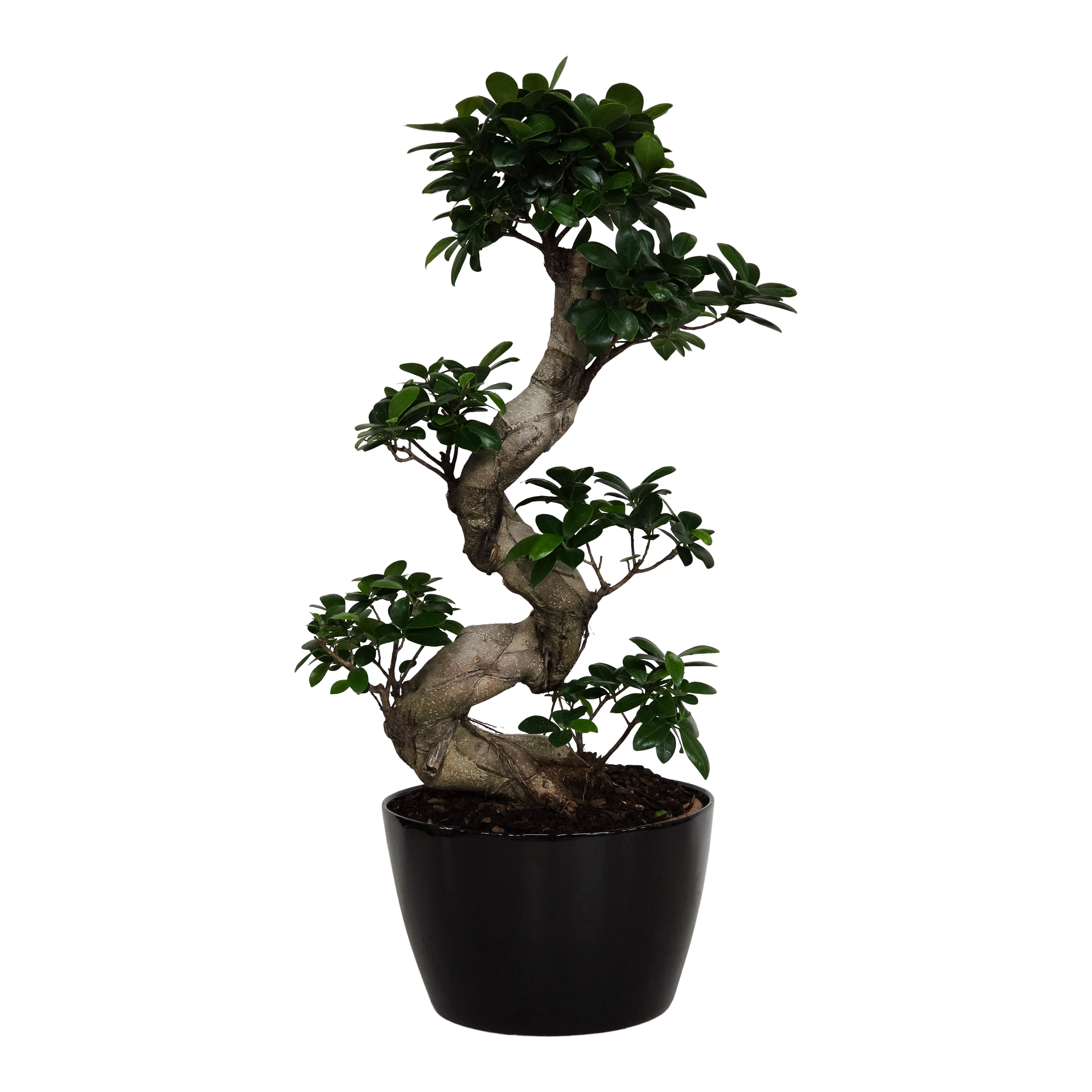 Fikus Ginseng w czarnej osłonce 75 cm