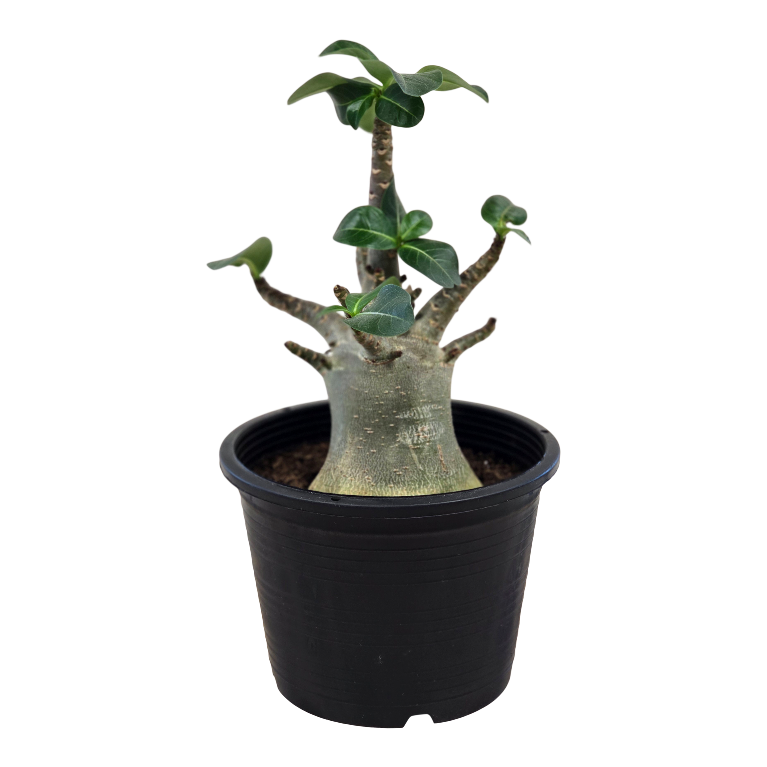 Adenium Baobab 30 cm
