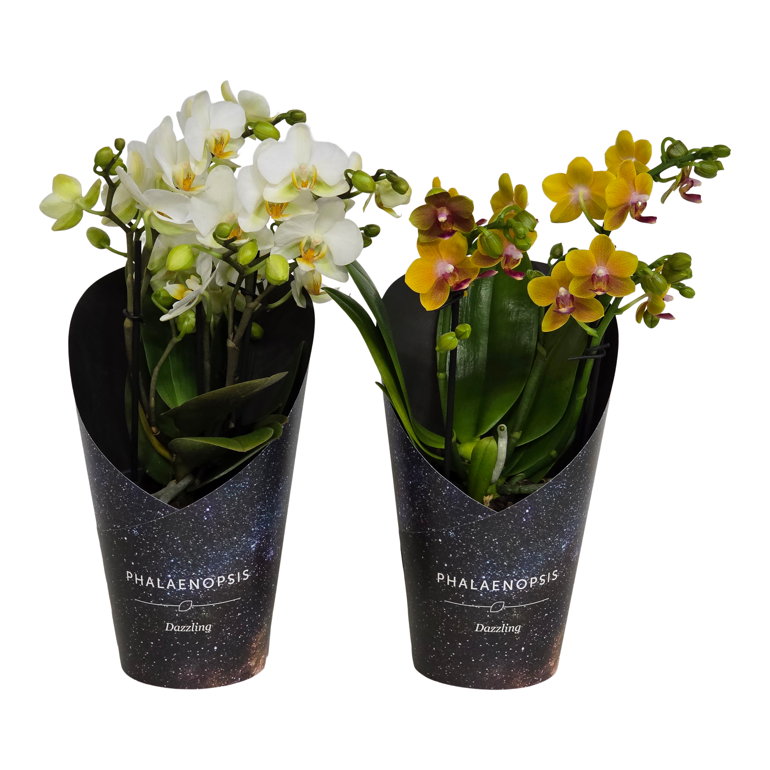 Storczyk Falenopsis Dazzling mix 35 cm